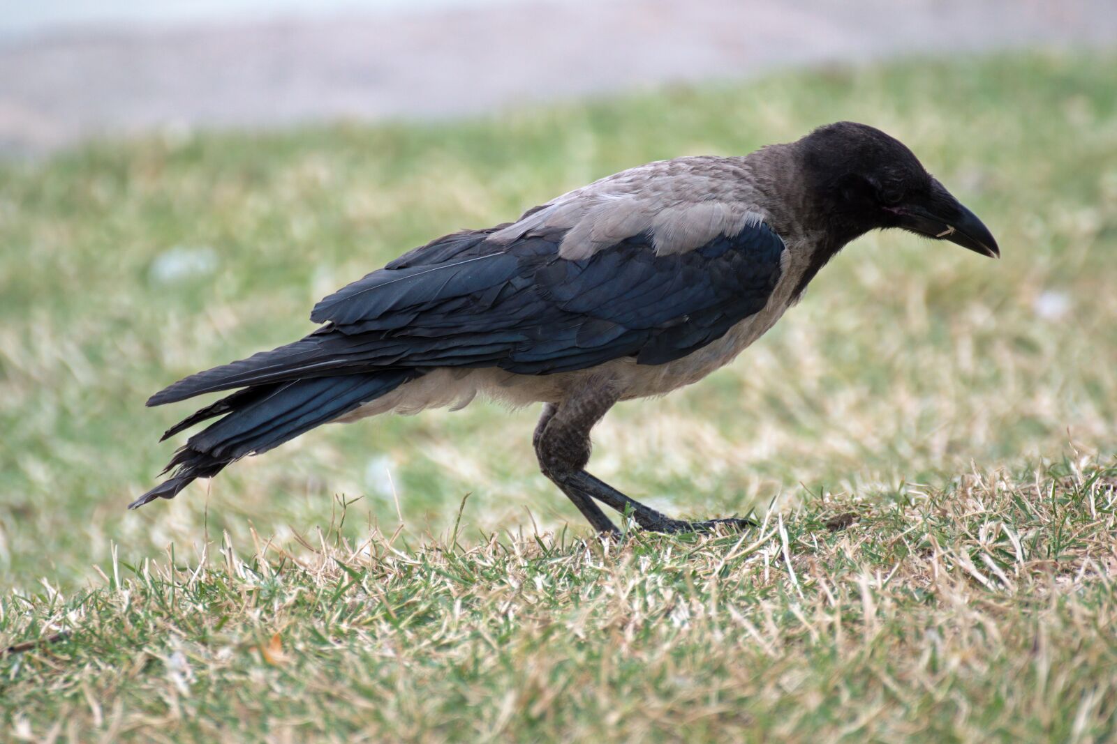 Nikon D5300 sample photo. Crow, bird, black photography
