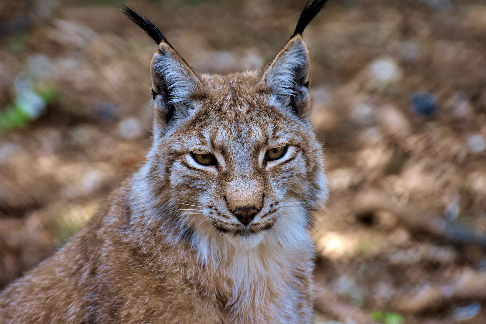 Nikon D7200 sample photo. Lynx, big cat, wild photography