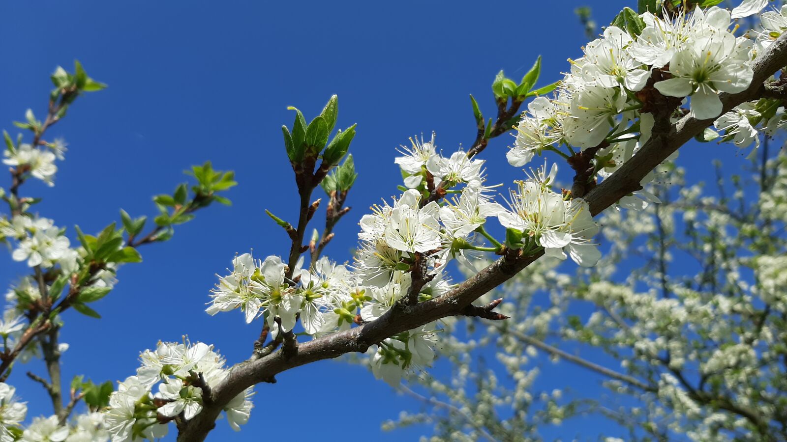Samsung Galaxy A50 sample photo. Flowers, tree, orchard photography