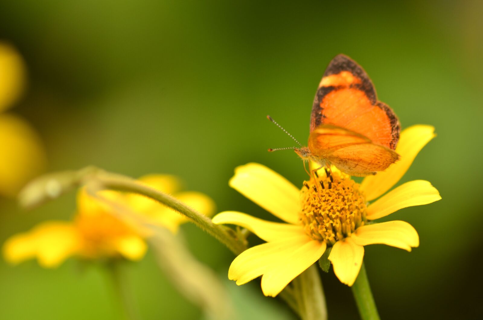 Nikon D5100 sample photo. Daisy, butterfly, lepidopteran photography