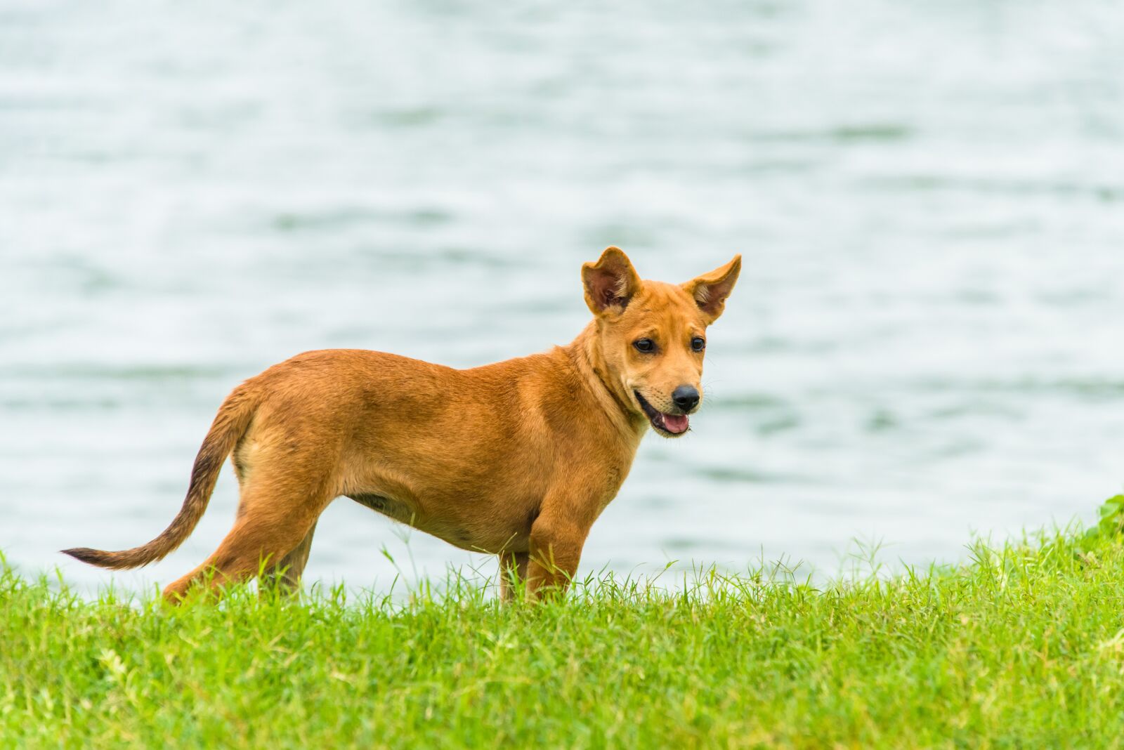 Nikon D800 sample photo. Puppy, brown, dog photography