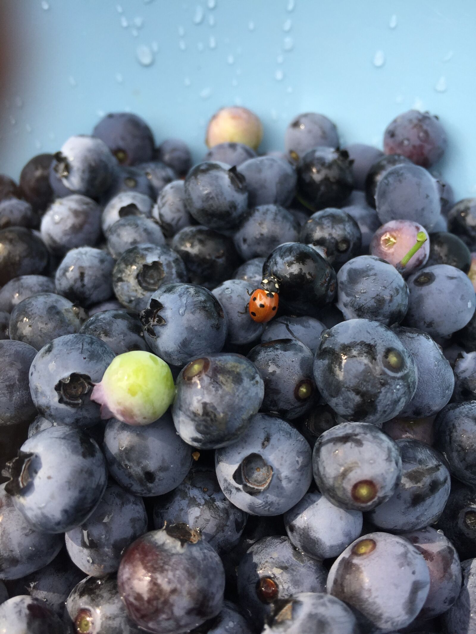 Apple iPhone 6 sample photo. Blueberry, ladybug, blue photography