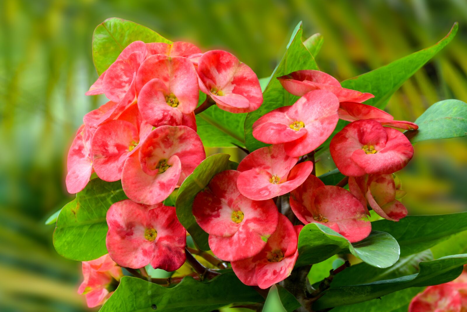 Nikon D7100 sample photo. Red, flower, beauty photography