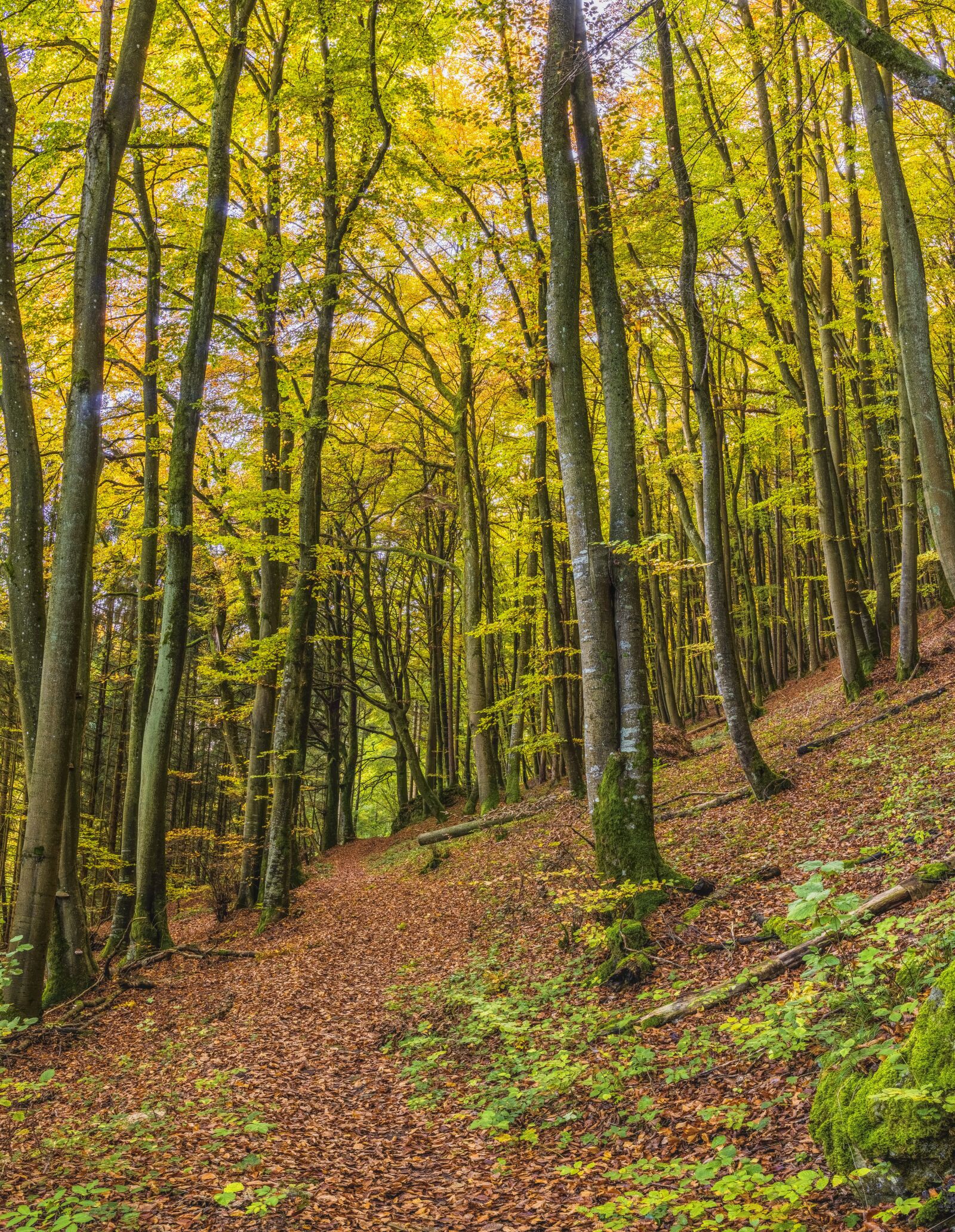 Sony a6300 + Sigma 30mm F2.8 EX DN sample photo. Forest, trail, autumn photography