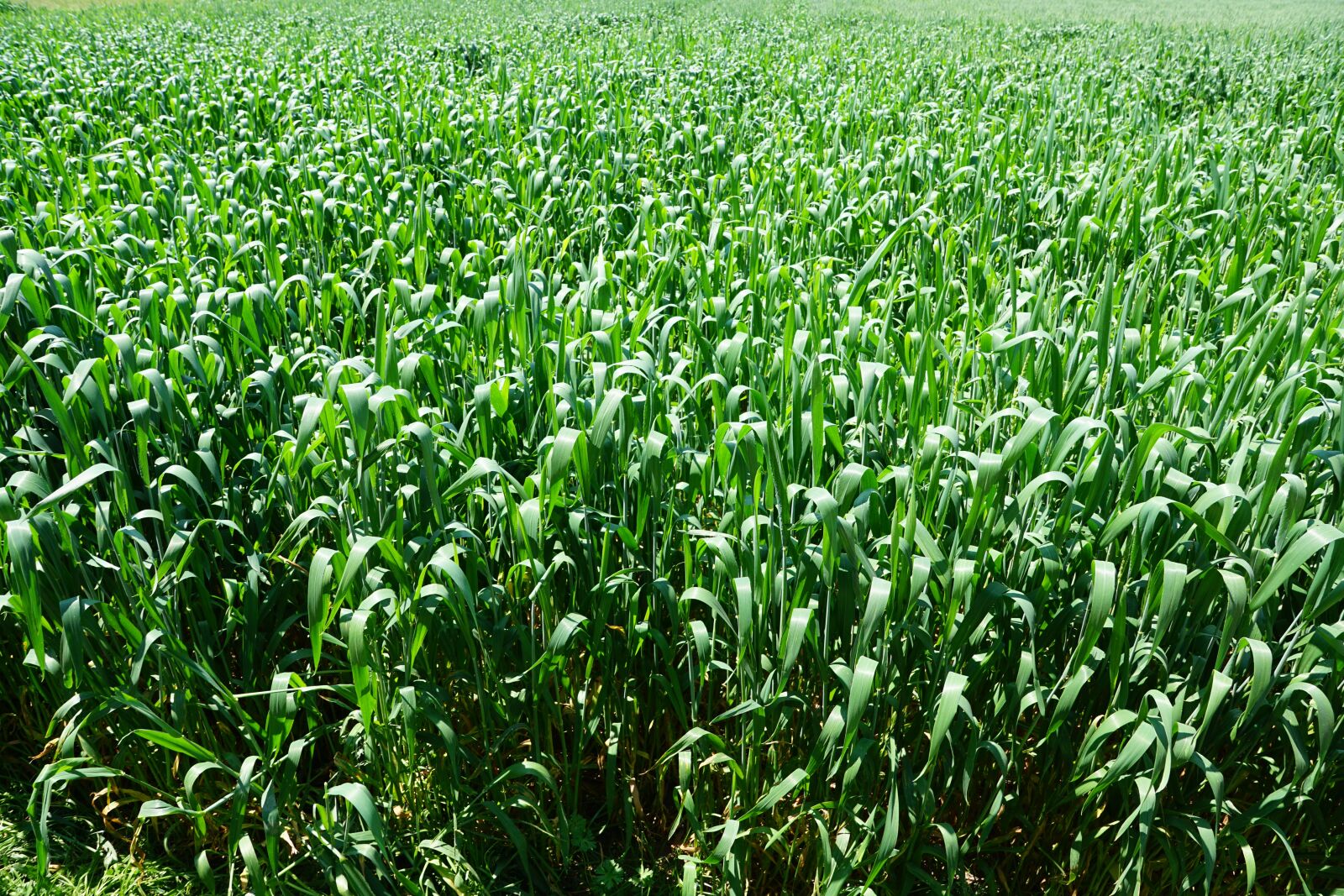 Sony ILCA-77M2 + Sony DT 16-50mm F2.8 SSM sample photo. Pasture, field, grain photography