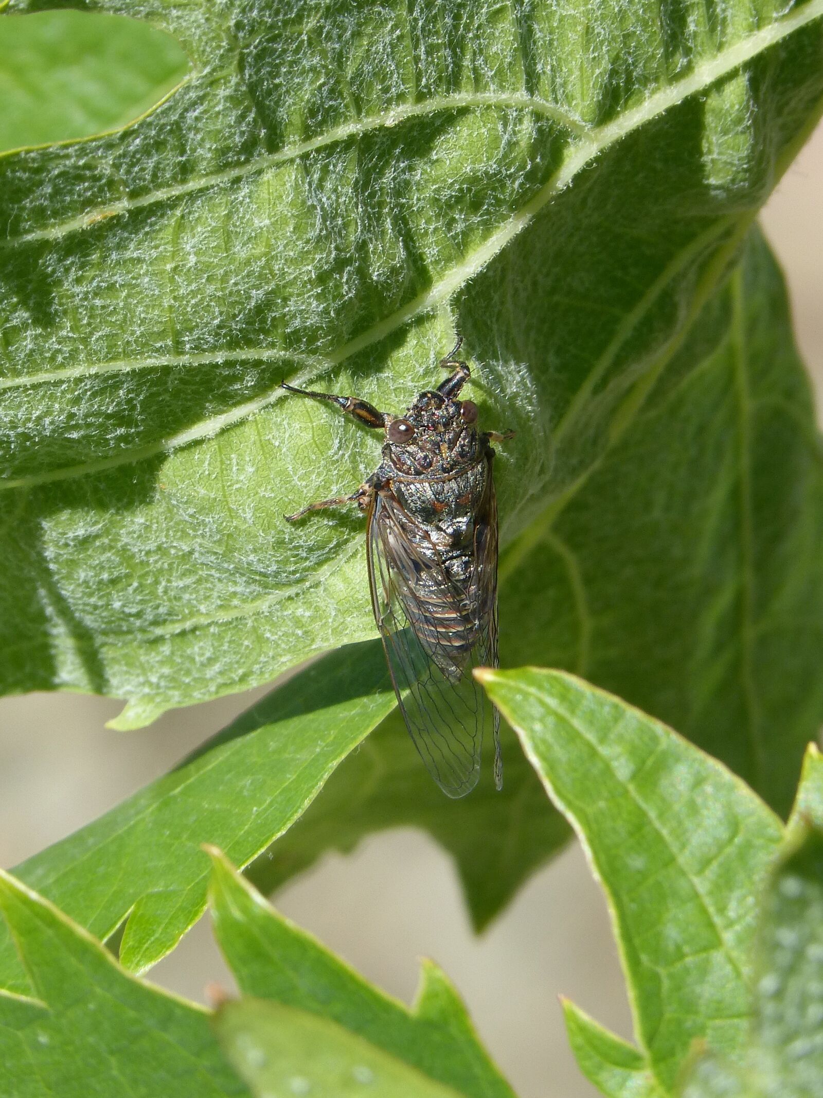 Panasonic DMC-FZ62 sample photo. Cicada, i cic lido photography
