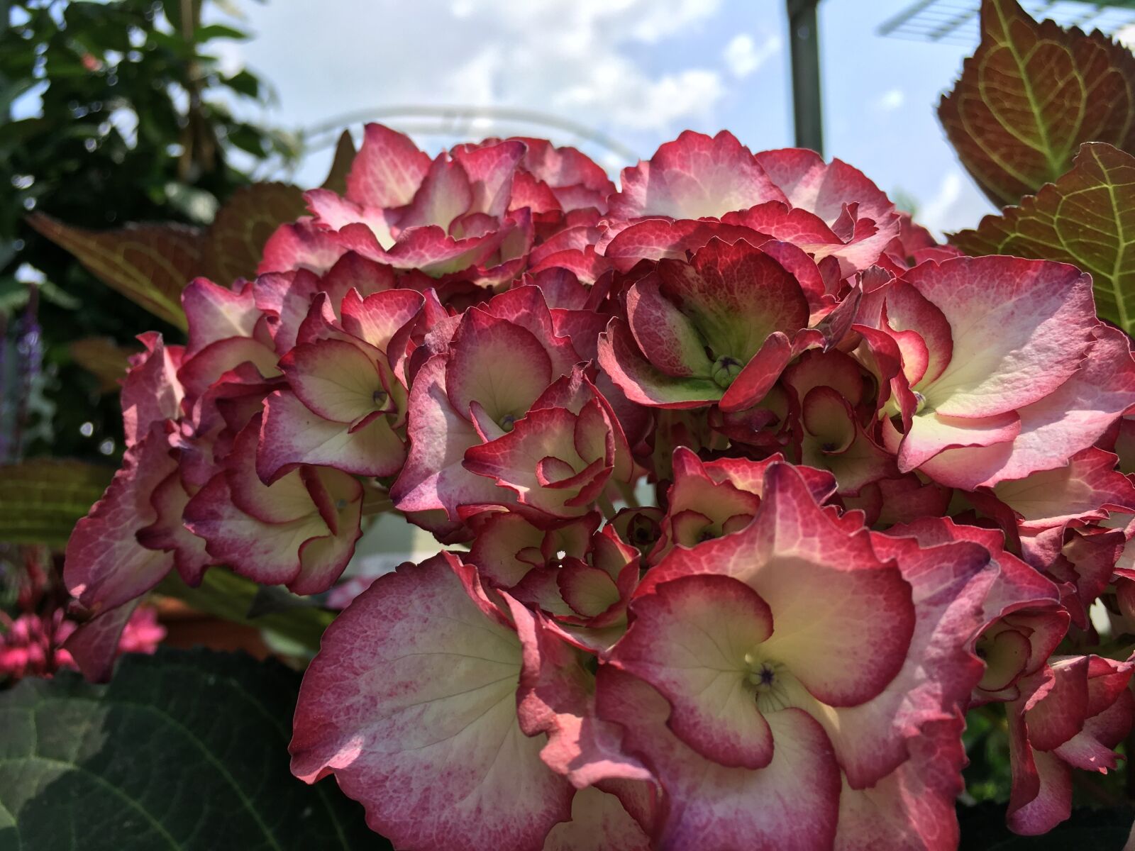Apple iPhone 6s sample photo. Hydrangea, red, white photography