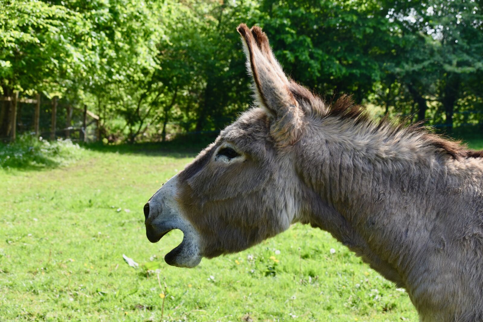 Nikon D5600 sample photo. Donkey, equine, herbivore photography
