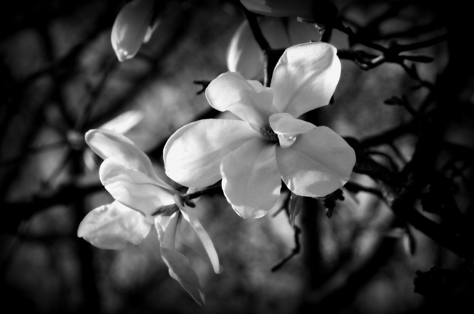 Pentax K-50 sample photo. Black and white, flowers photography
