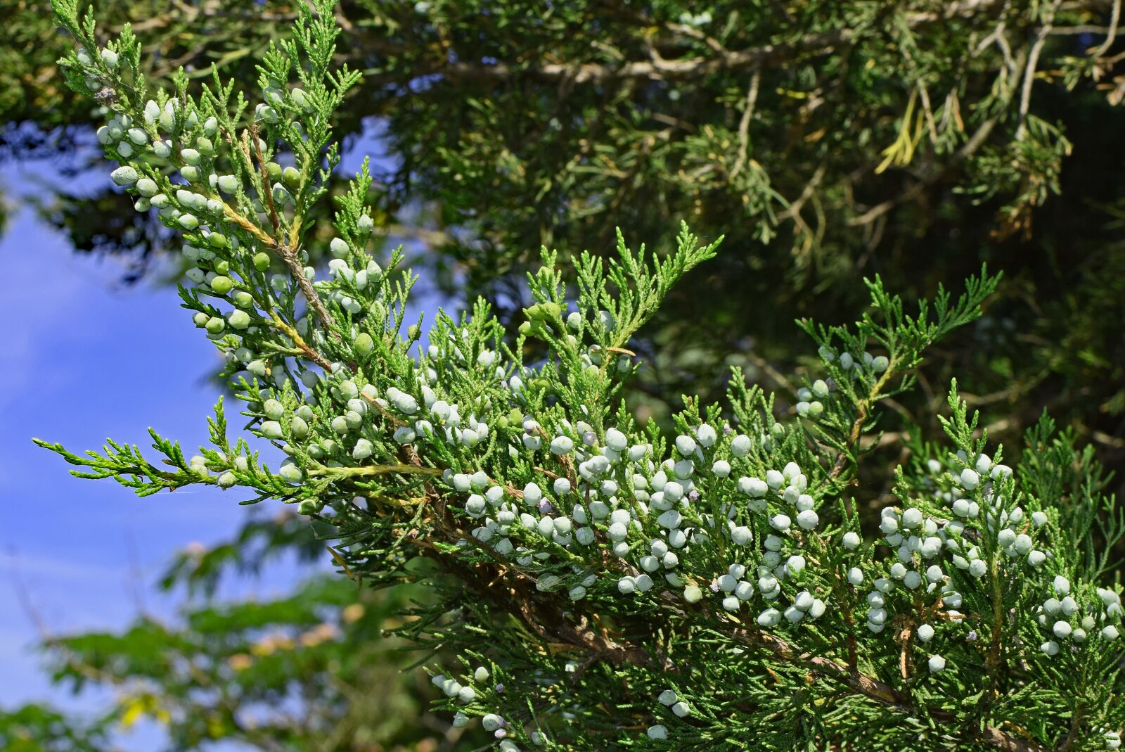 Nikon D3300 sample photo. Cedar berries, evergreen, berries photography
