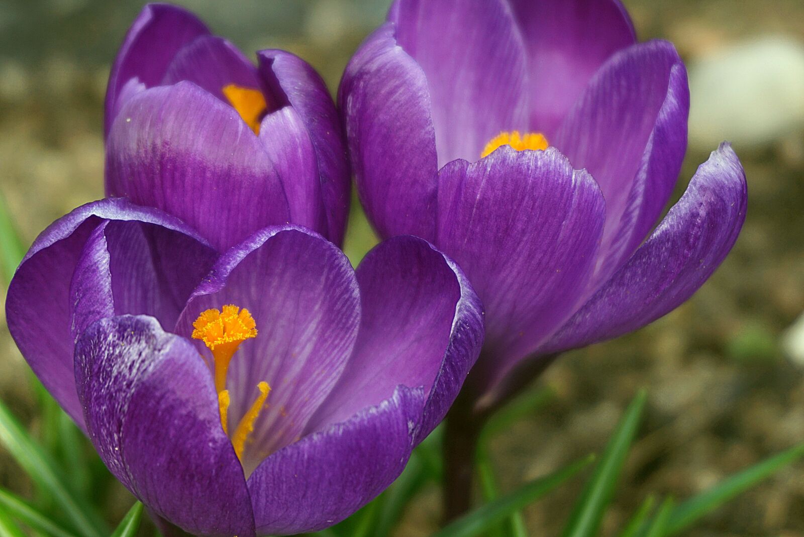 Sony a6000 sample photo. Crocuses purple, flowers, saffron photography
