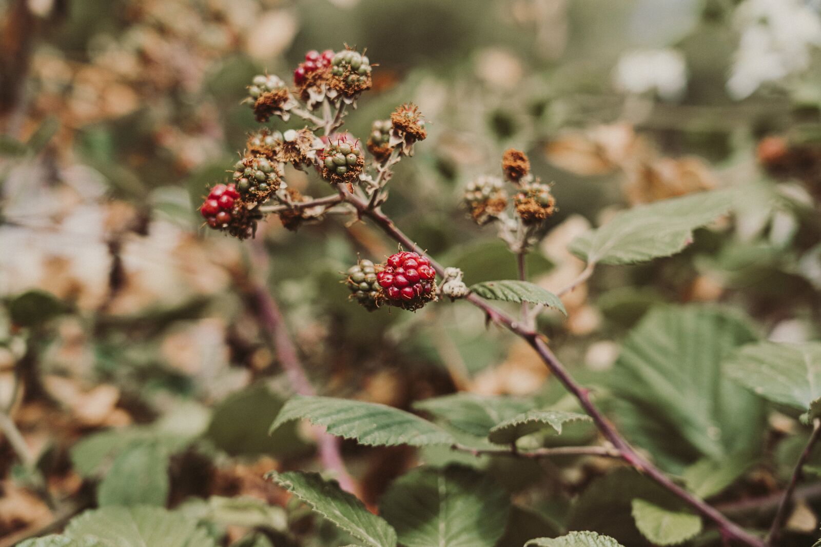 Sony a7R II sample photo. Blackberries, plant, nature photography