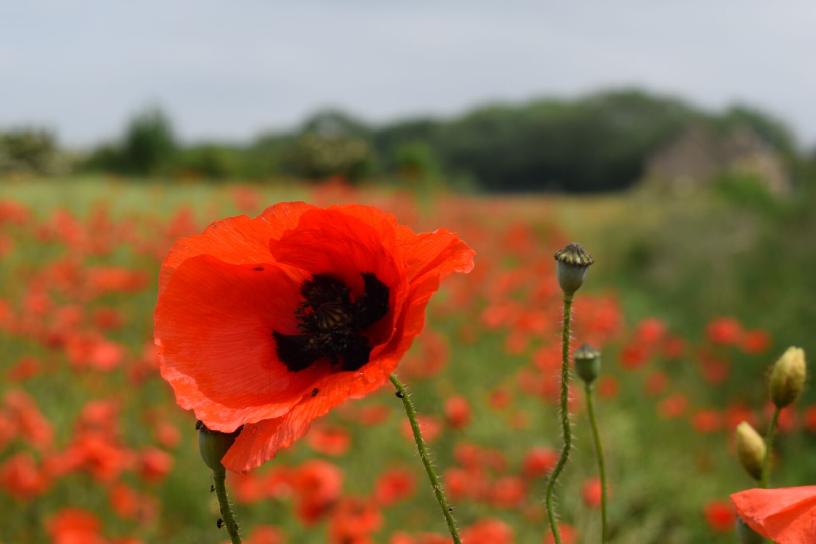 Nikon D3300 sample photo. Poppy, red, summer photography