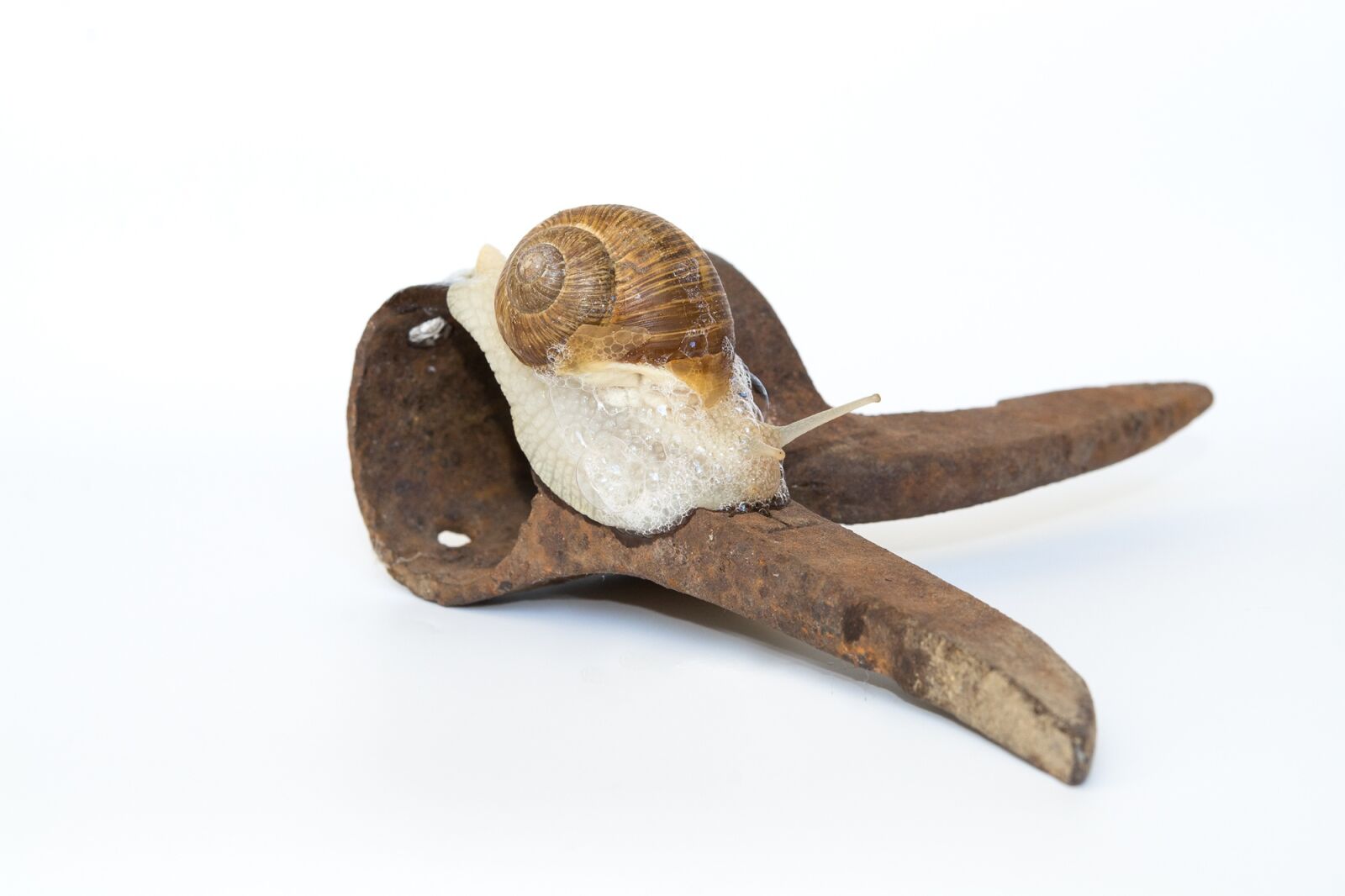 Nikon D7100 sample photo. Snail, shell, iron photography