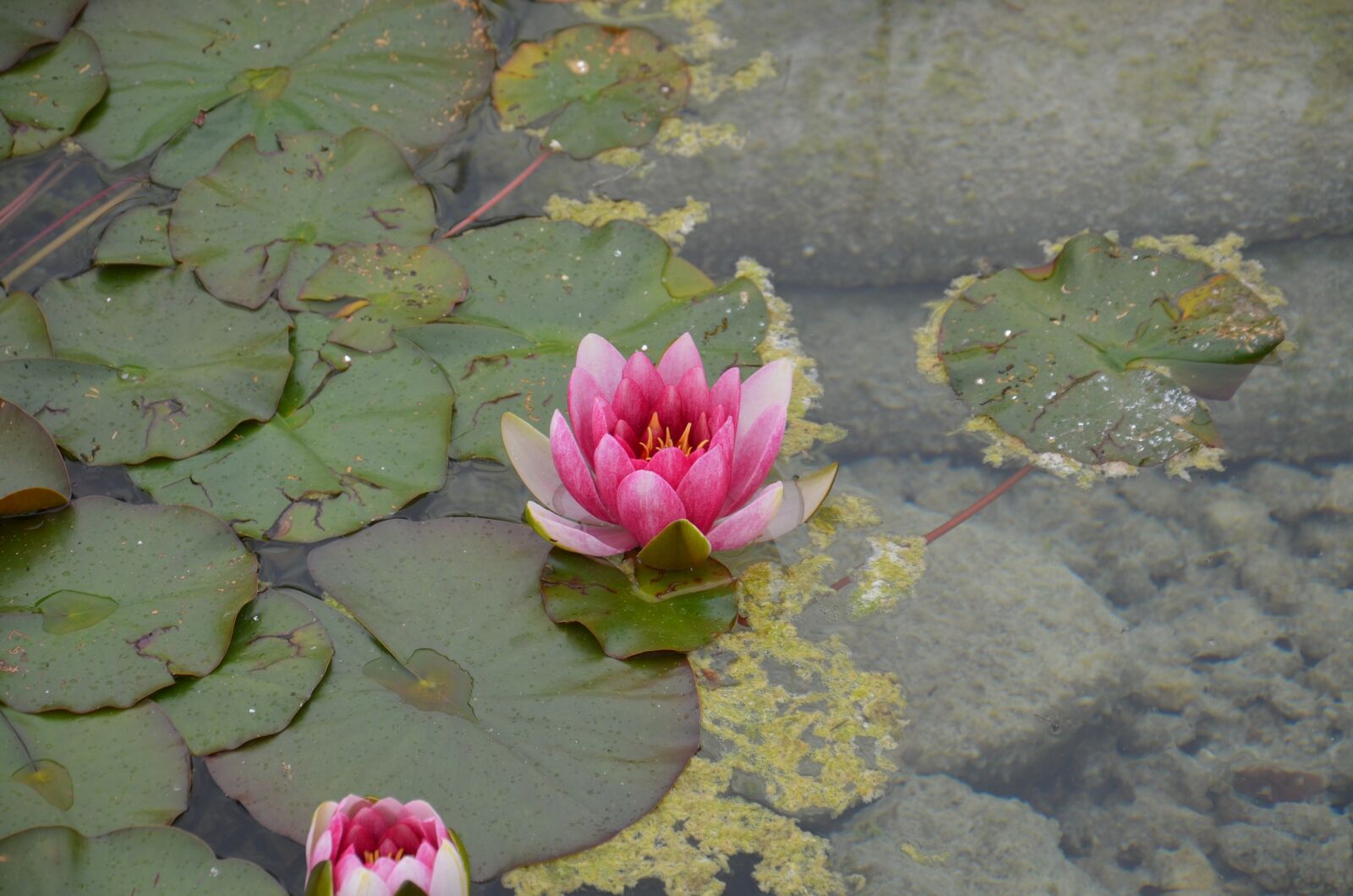 Nikon D5100 sample photo. Pink water lily, flowers photography