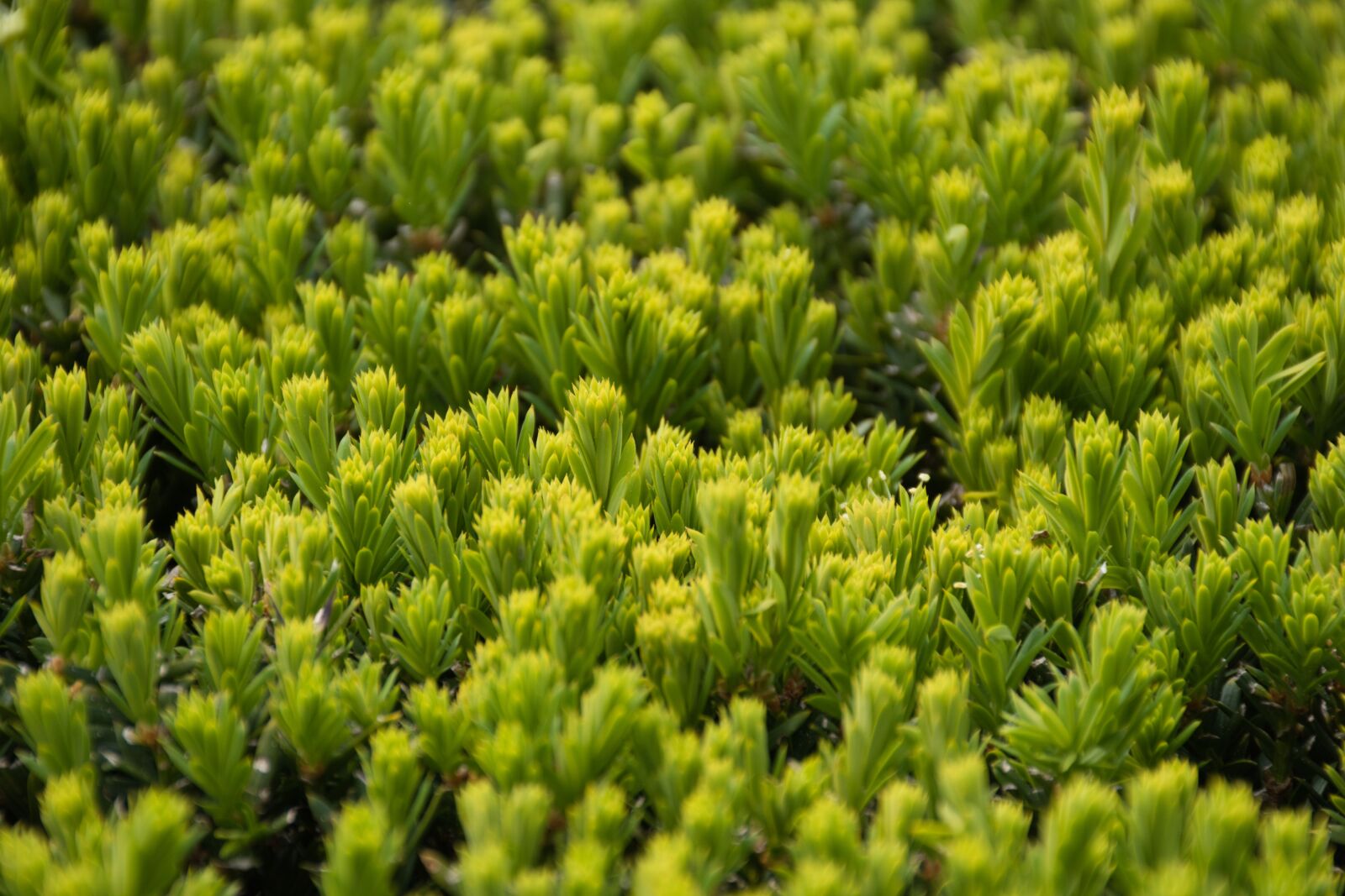 Nikon D5600 sample photo. Green, plant, nature photography