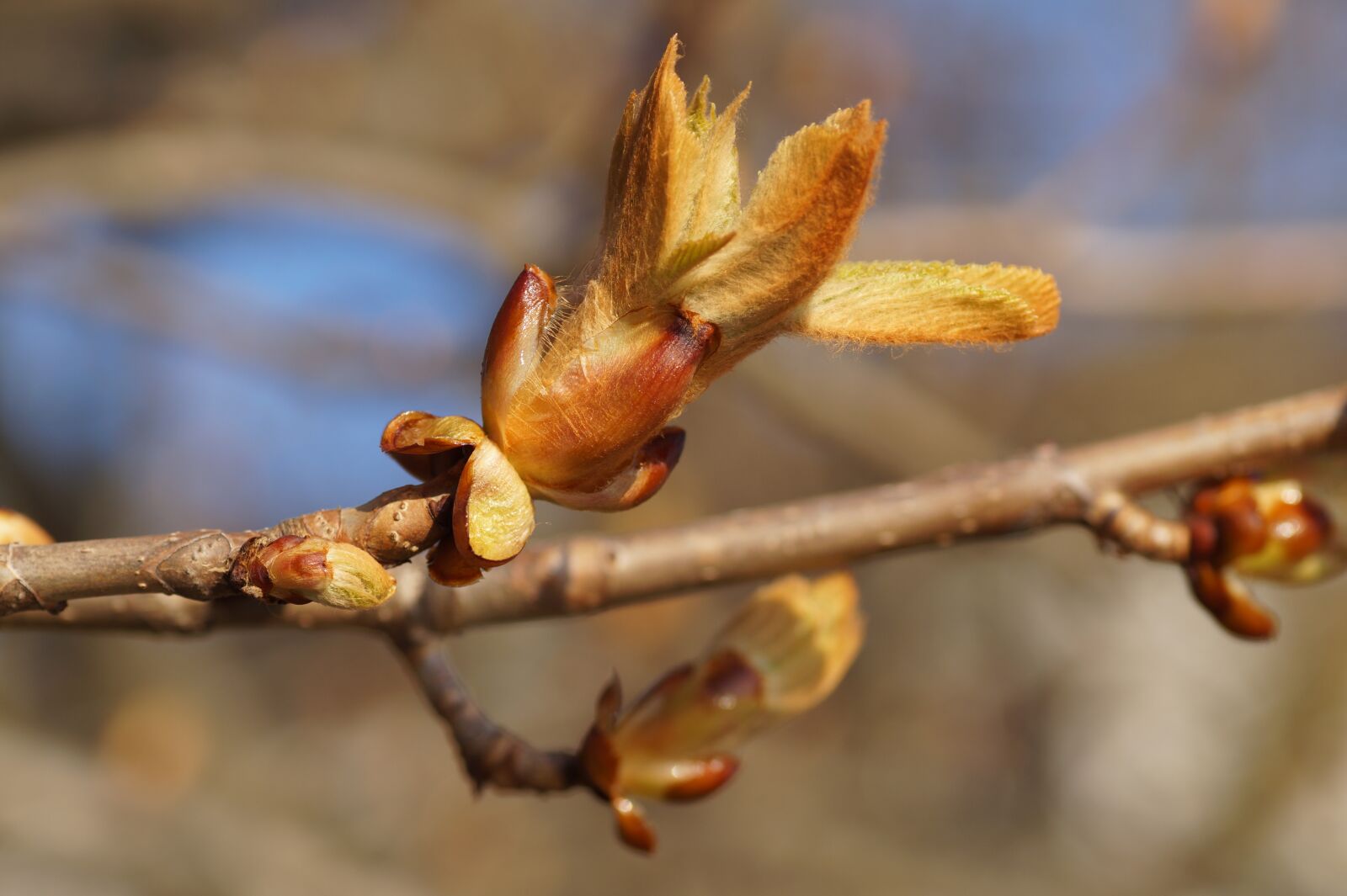Sony SLT-A58 sample photo. Chestnut, horse-chestnut, bud photography