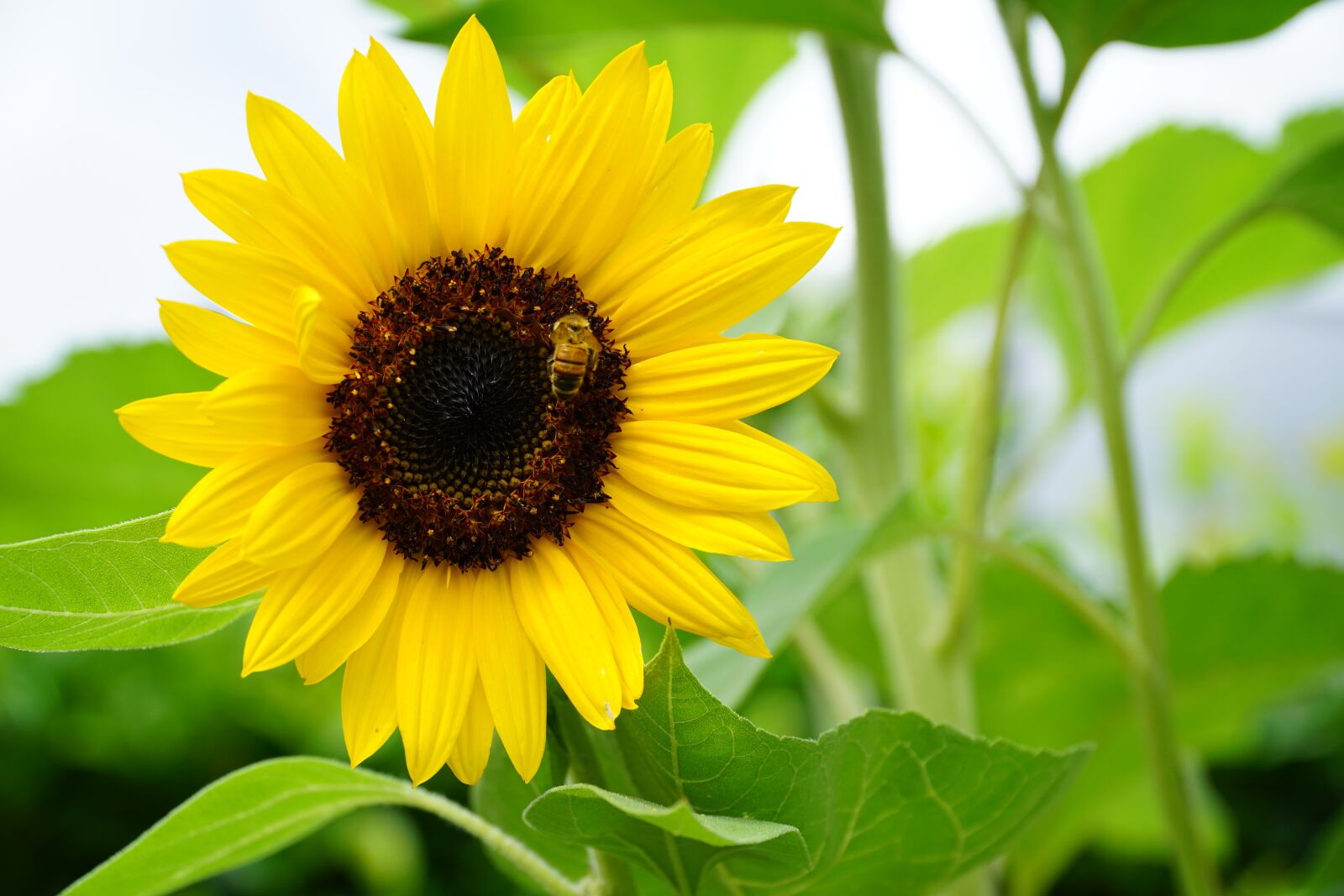 Sony a6000 + Sony E PZ 18-105mm F4 G OSS sample photo. Sunflower, plant, summer photography