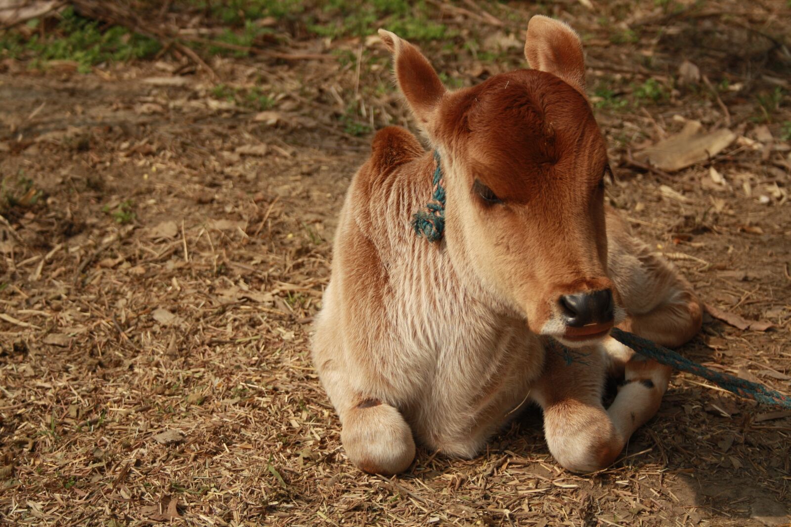 Canon EOS 1000D (EOS Digital Rebel XS / EOS Kiss F) sample photo. Mammal, grass, zoo photography