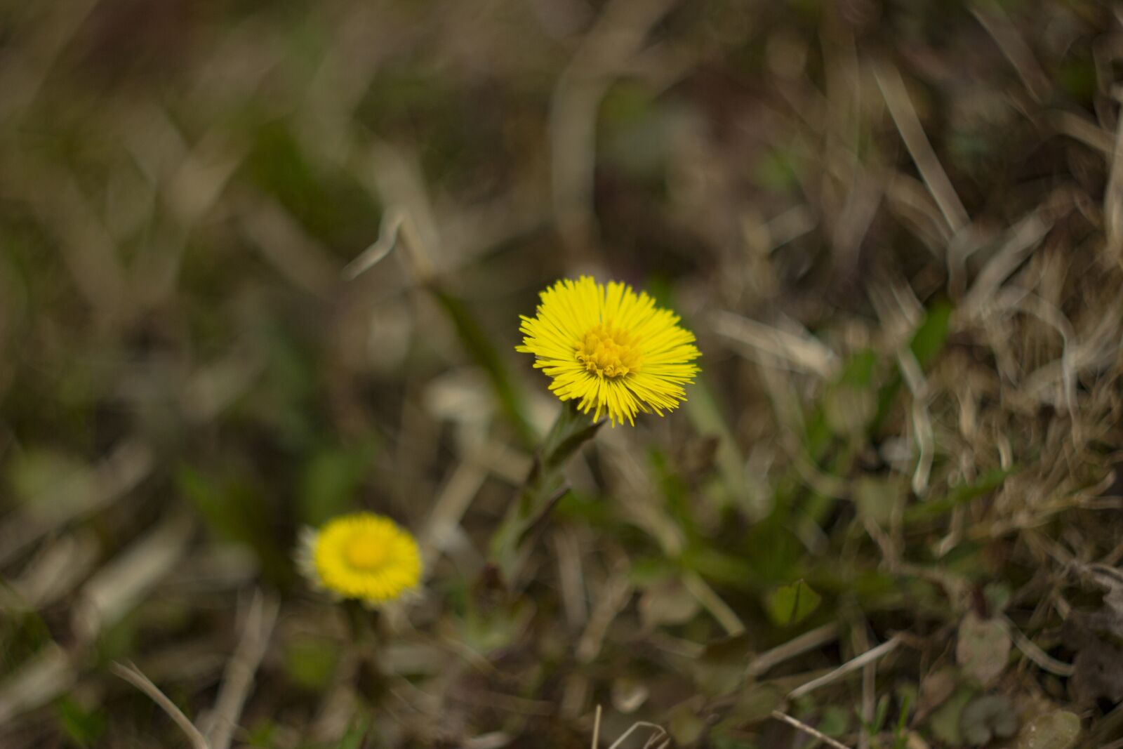 Canon EOS 550D (EOS Rebel T2i / EOS Kiss X4) sample photo. Flowers, yellow, nature photography