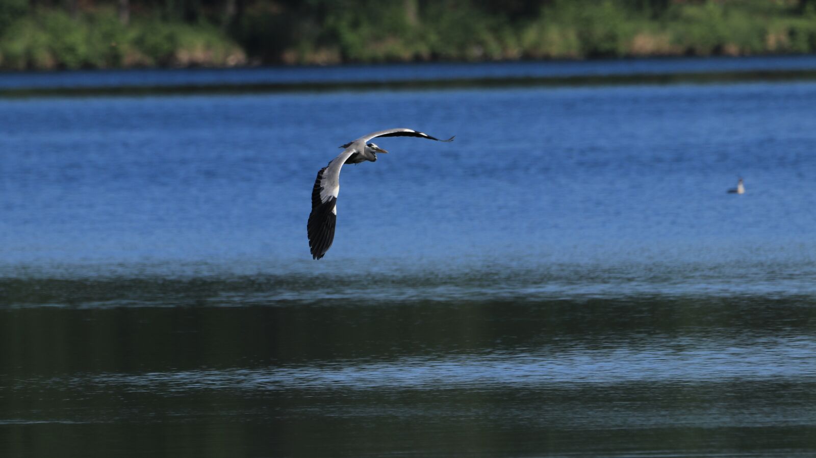 150-600mm F5-6.3 DG OS HSM | Contemporary 015 sample photo. Scenic, heron, bird photography