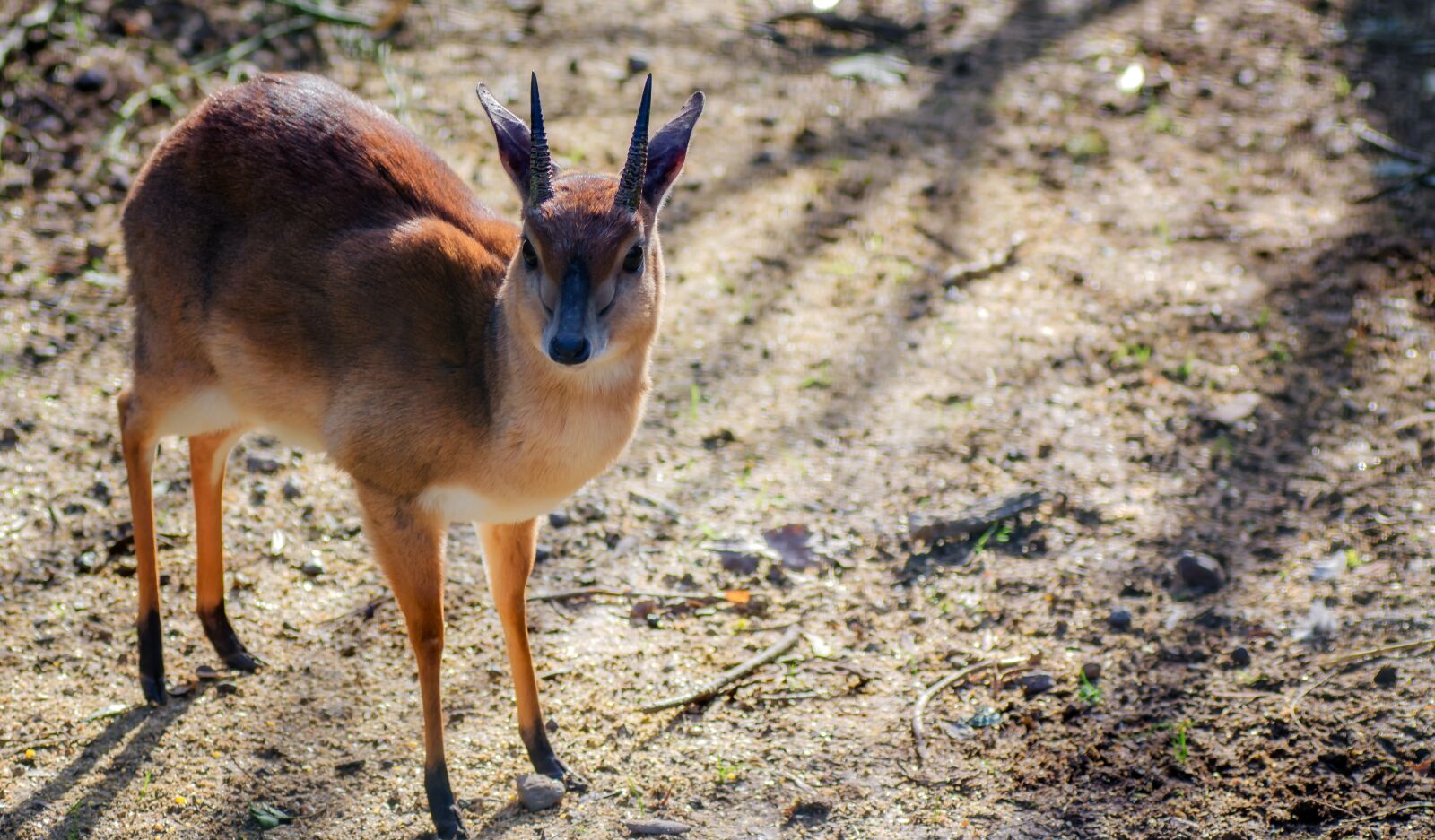 Nikon D7000 sample photo. Suni, antelope, deer photography