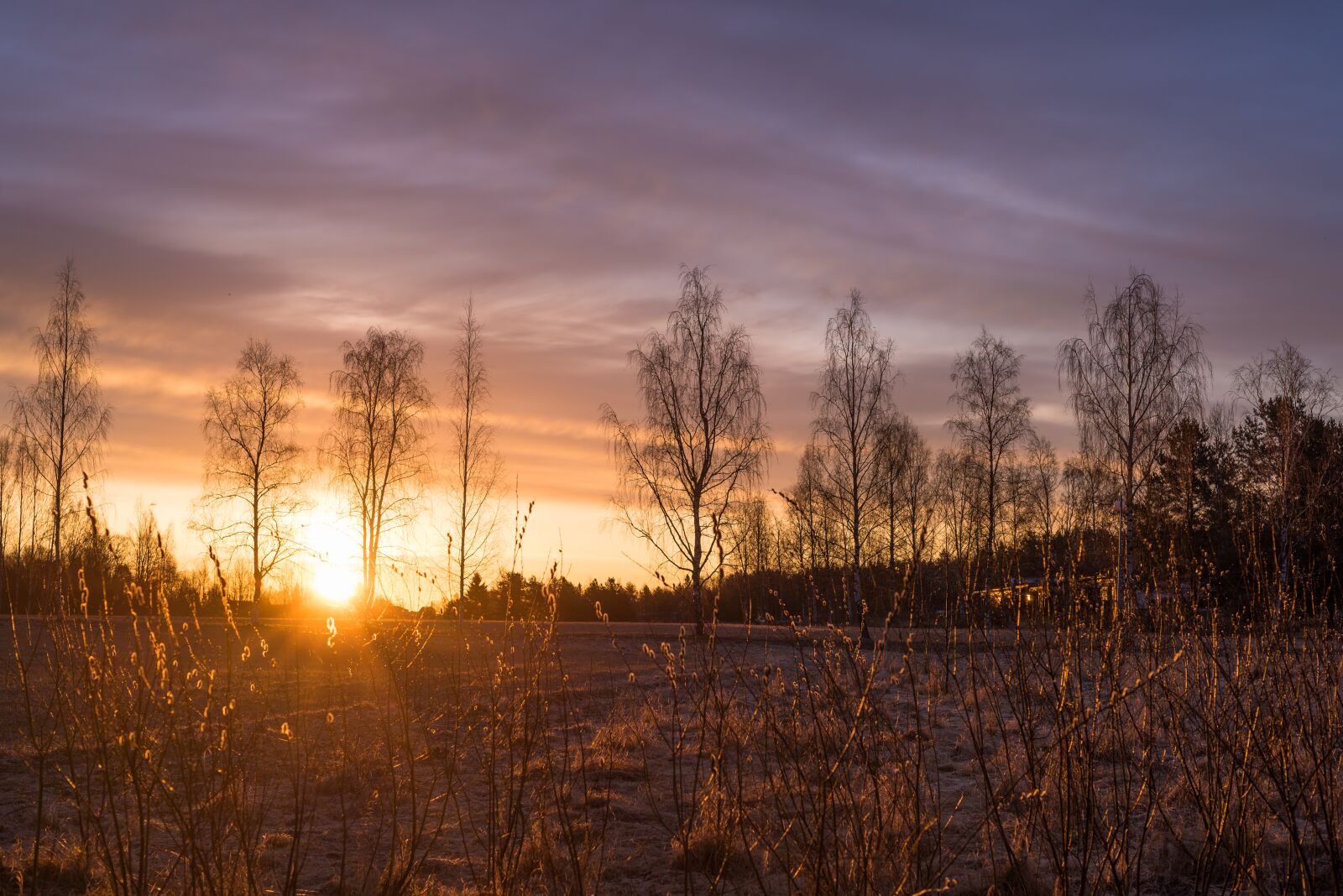 Nikon D810 sample photo. Grass, nature, sun photography