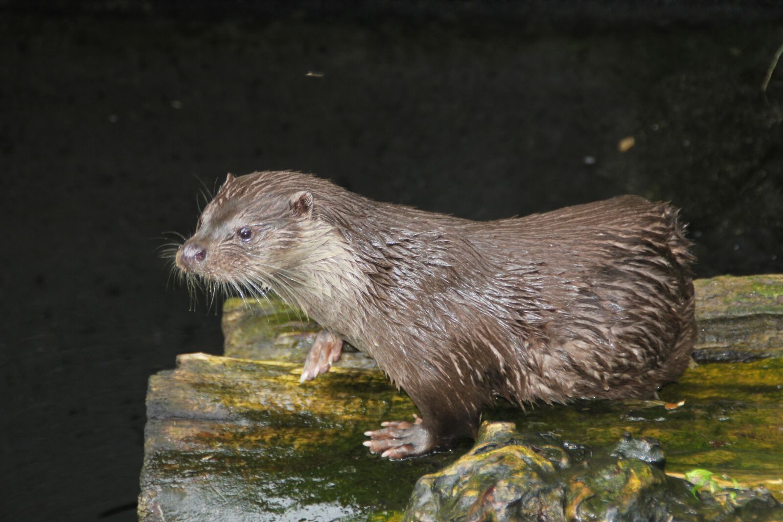 Canon EOS 550D (EOS Rebel T2i / EOS Kiss X4) sample photo. Sea ​​otter, animal, alpenzoo photography