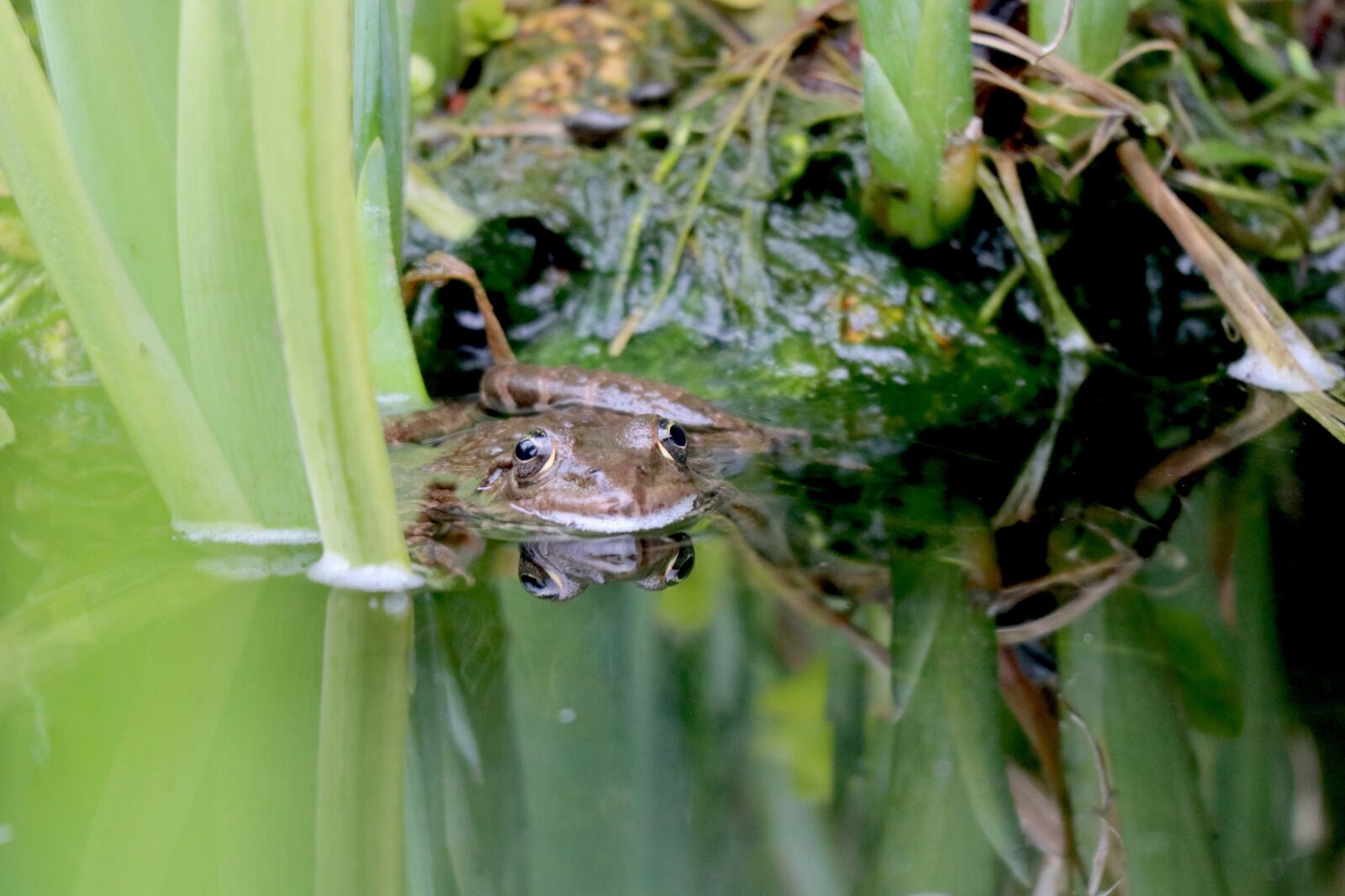 Canon EOS M100 + Canon EF-M 55-200mm F4.5-6.3 IS STM sample photo. Toad, frog, pond photography