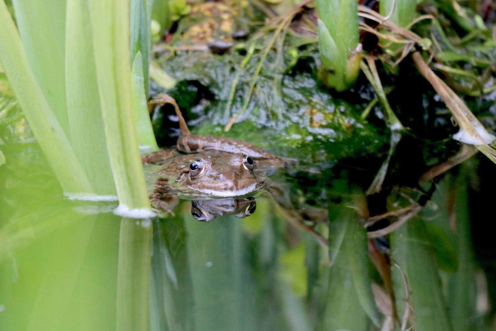 Canon EOS M100 sample photo. Toad, frog, pond photography