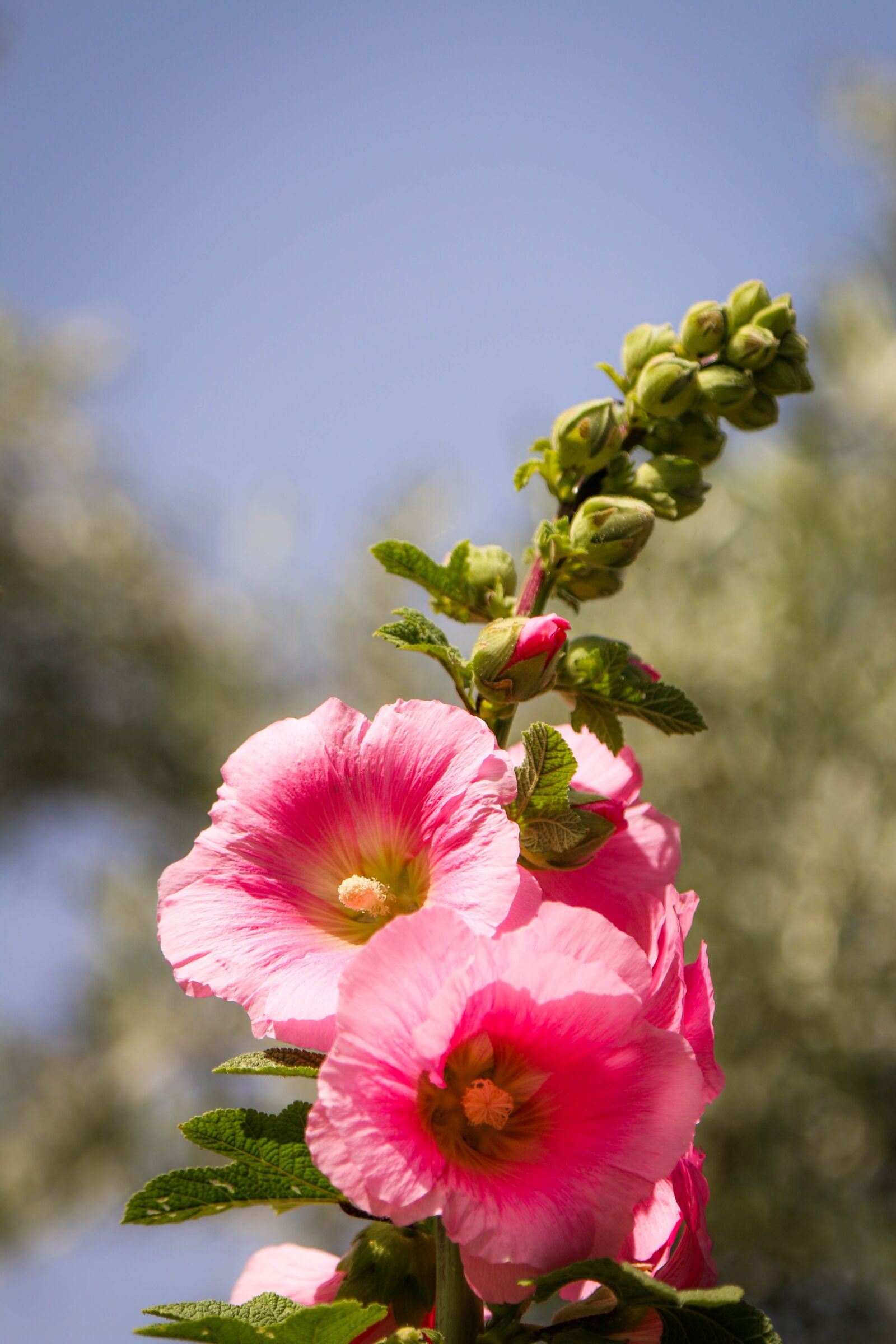 Canon EOS 70D + Canon EF 24-105mm F4L IS USM sample photo. Flower, nature, plant photography
