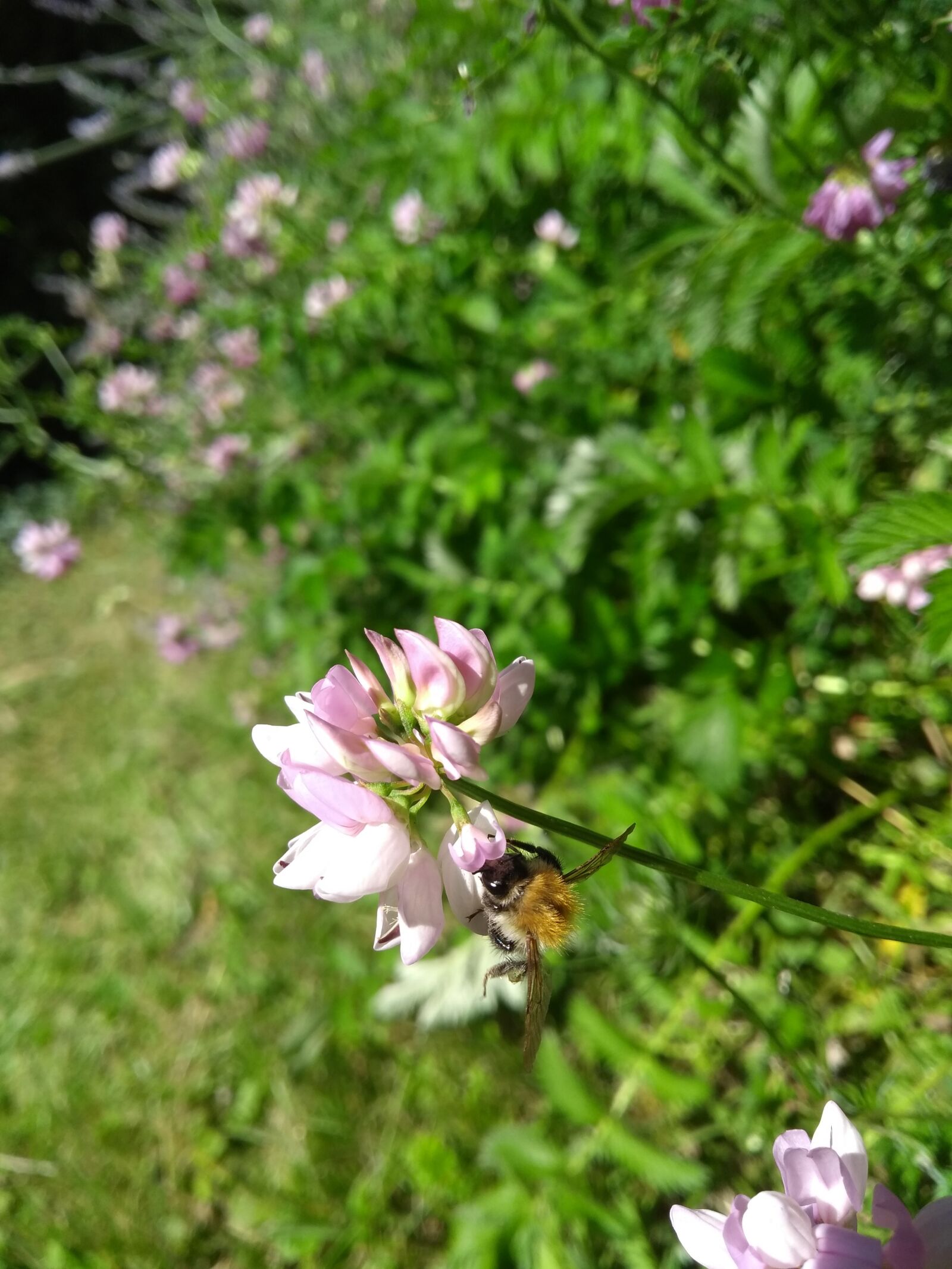 Motorola Moto G (5th Gen) sample photo. Hummel, lavender, flower photography