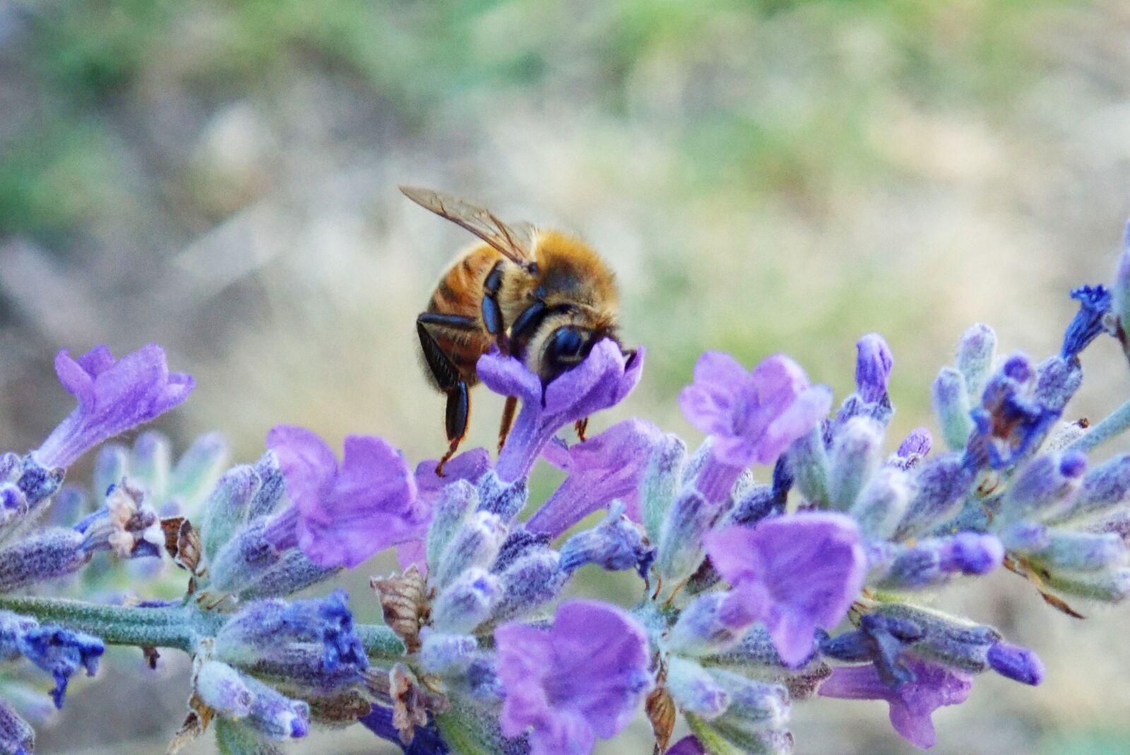 Olympus TG-5 sample photo. Bee, insect, nectar photography