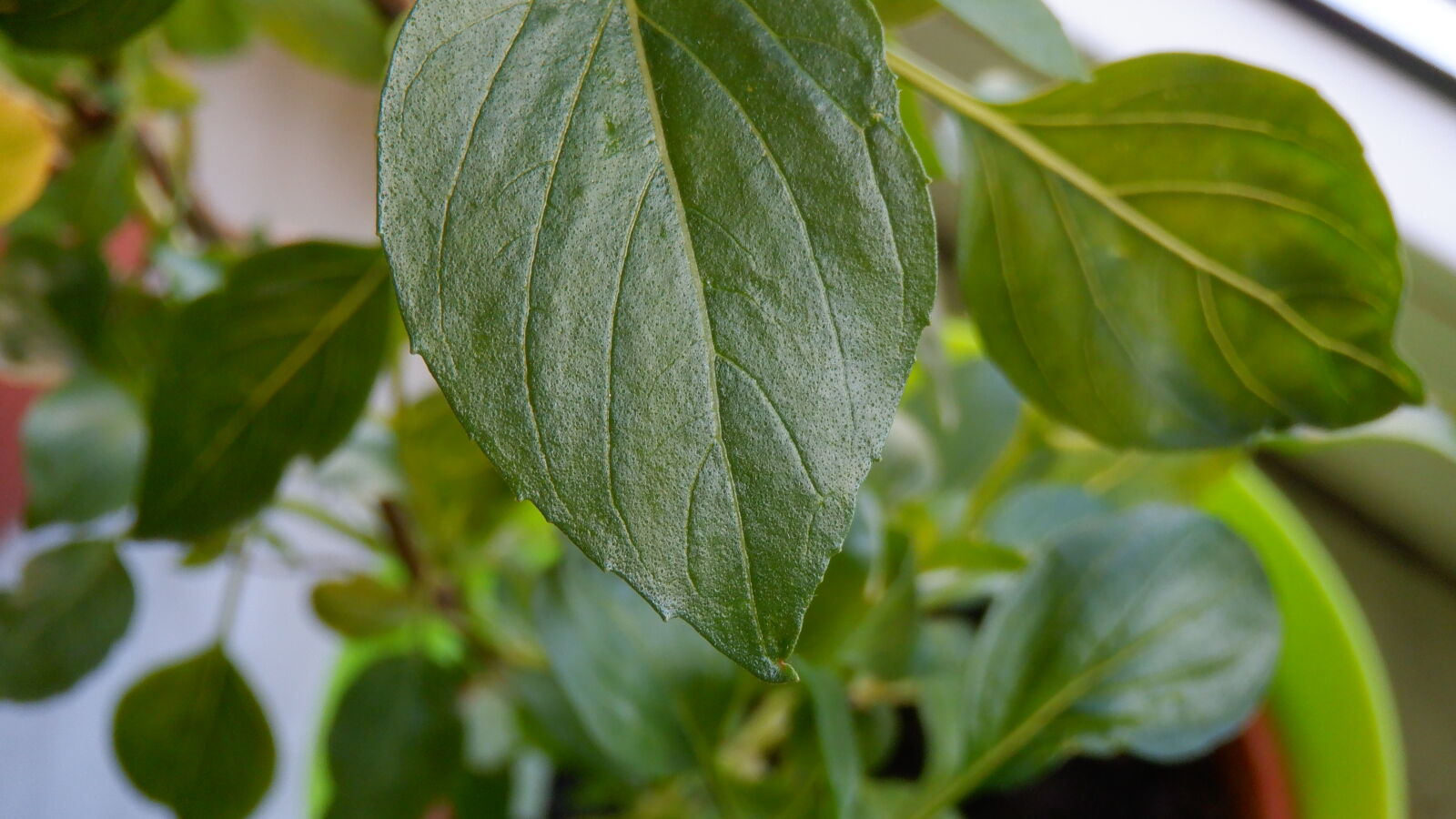 Fujifilm FinePix XP140 sample photo. Plant at home photography