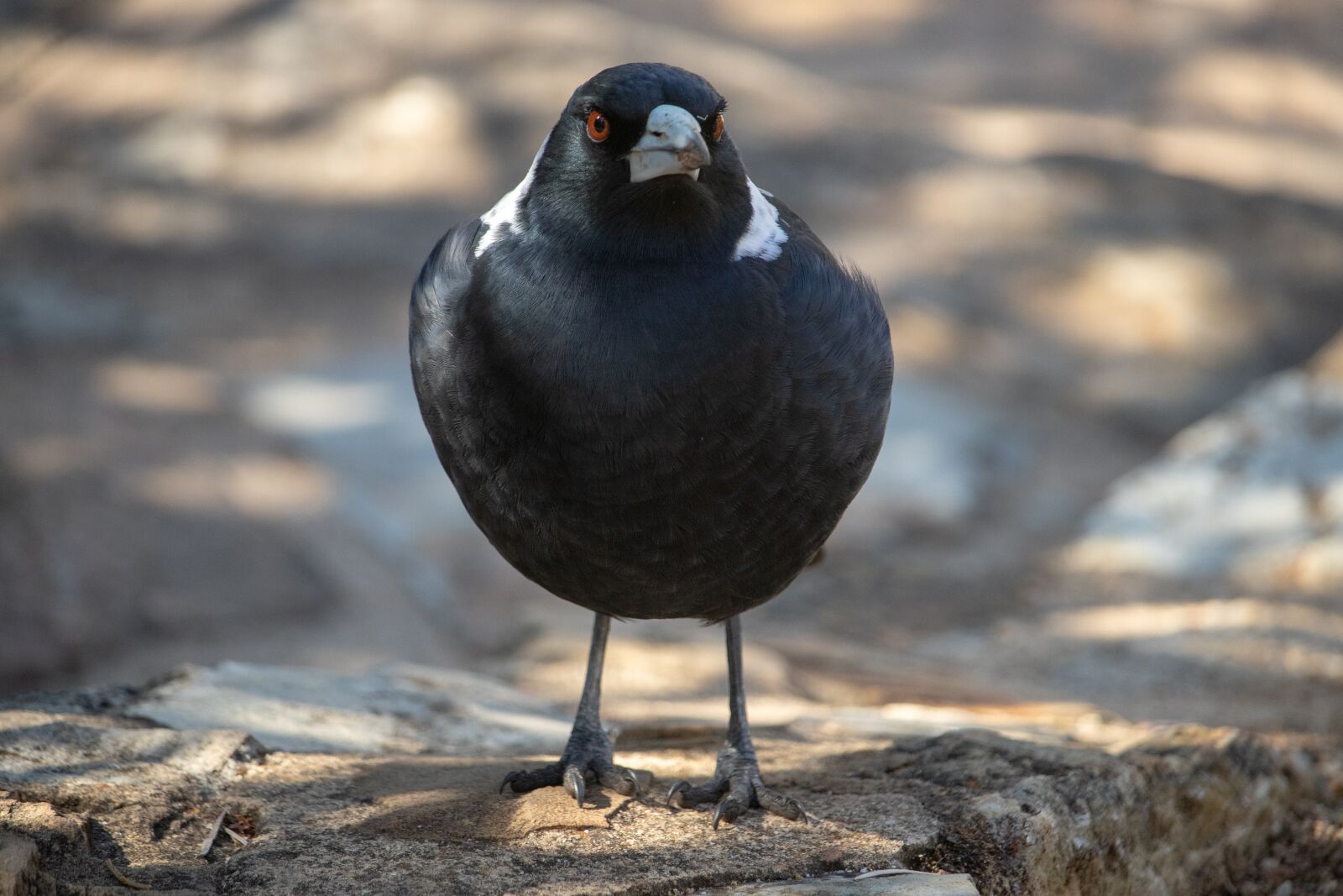 Canon EOS 200D (EOS Rebel SL2 / EOS Kiss X9) sample photo. Magpie, bird, wildlife photography