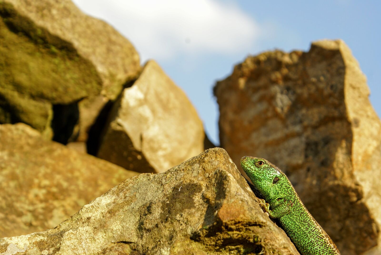 Sony Alpha DSLR-A100 sample photo. Nature, the lizard, animal photography
