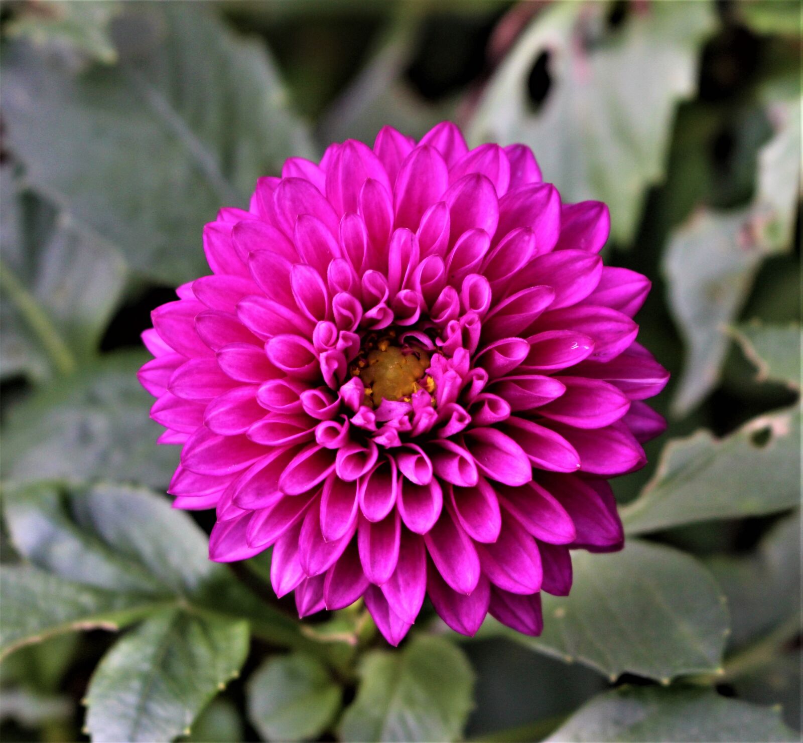 Canon EOS 700D (EOS Rebel T5i / EOS Kiss X7i) sample photo. Flower, dahlia, flowers photography