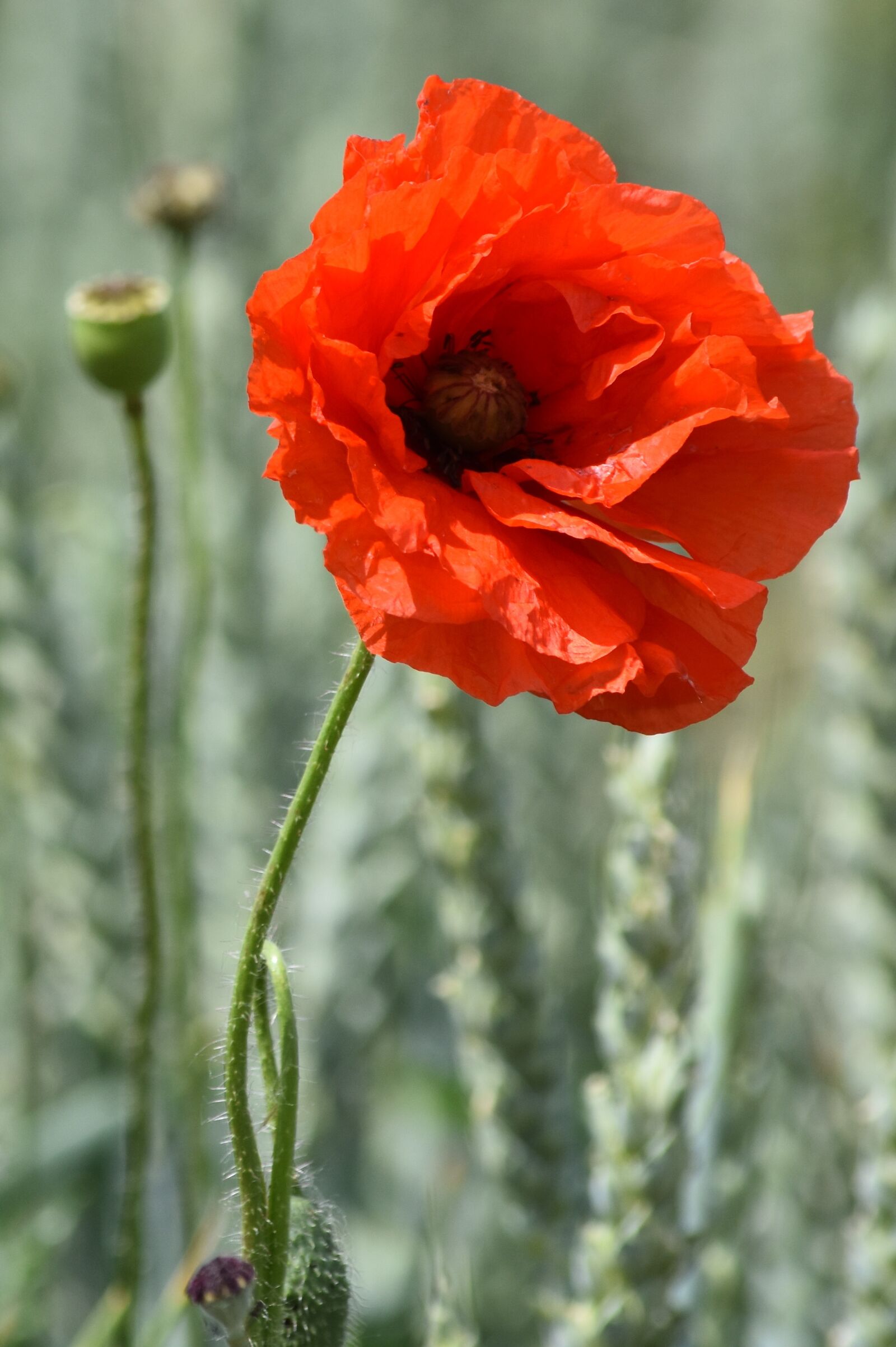 Nikon D7200 sample photo. Flower, cornflower, rose photography