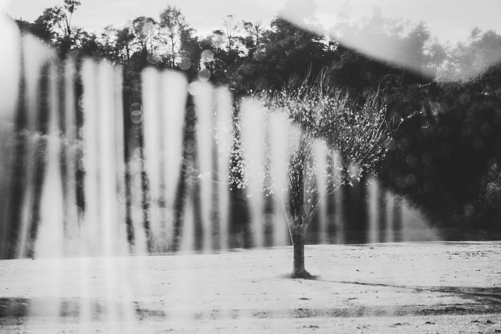 Canon EOS 20D sample photo. Grayscale, photography, of, a photography