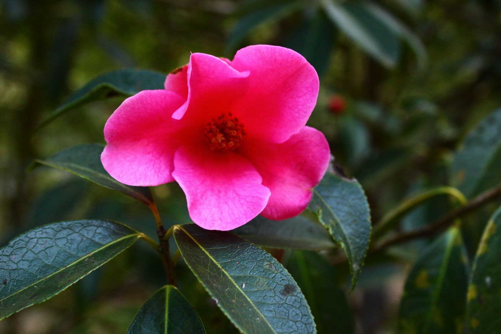 Canon EOS 600D (Rebel EOS T3i / EOS Kiss X5) sample photo. Camellia, red, plant photography