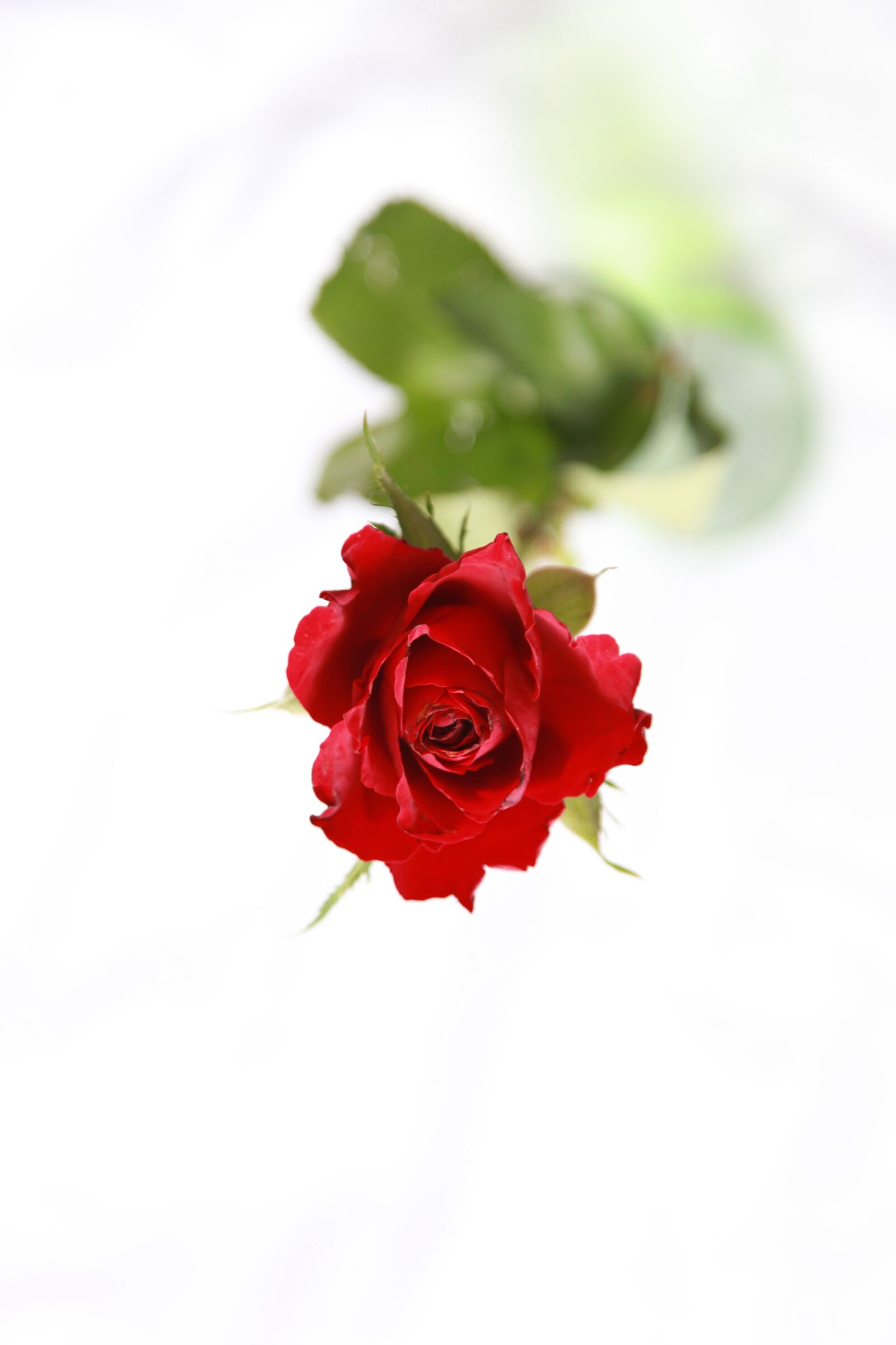 Canon EOS 5D Mark II sample photo. Red rose, flower, red photography