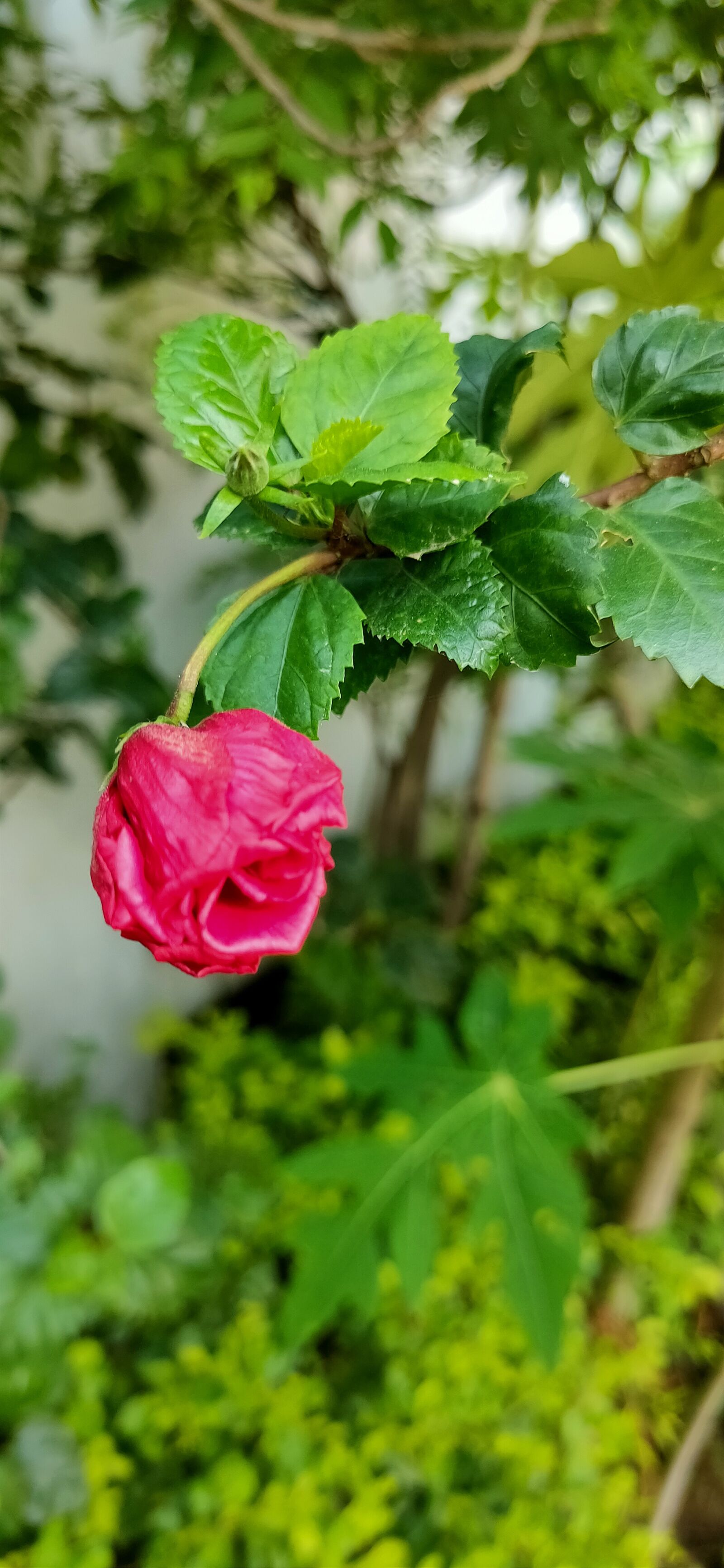 Realme XT sample photo. By, rahulmukesh, tiwari photography