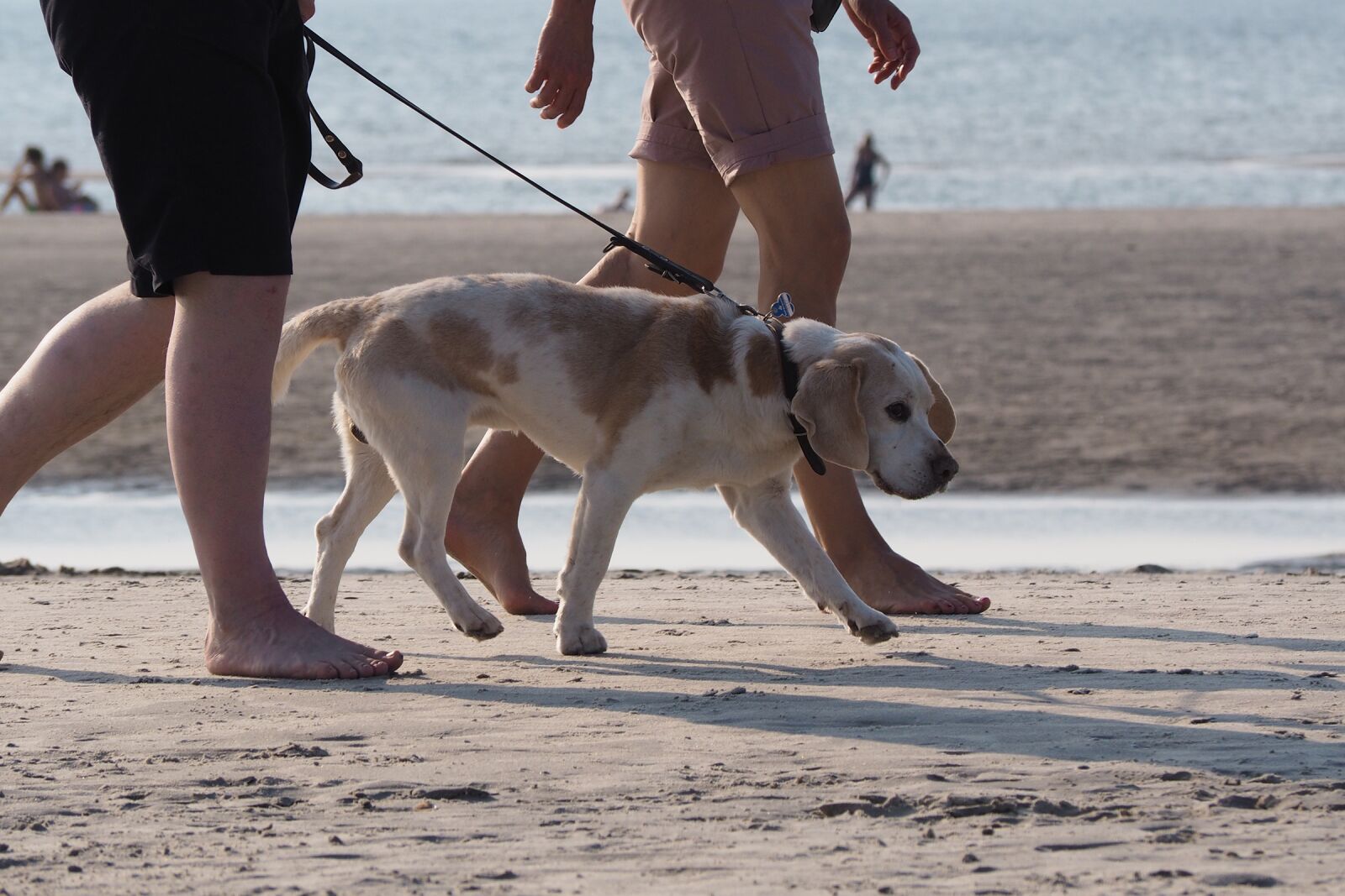Olympus OM-D E-M10 sample photo. Beach, dog, on leash photography