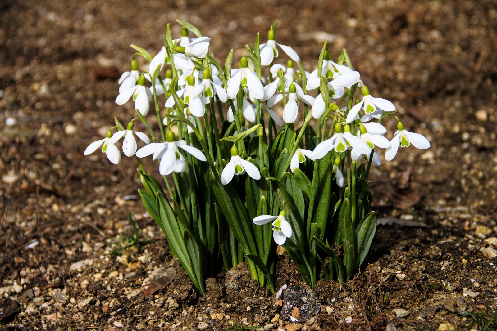 Canon EOS 650D (EOS Rebel T4i / EOS Kiss X6i) sample photo. Snowdrops, flowers, primroses photography