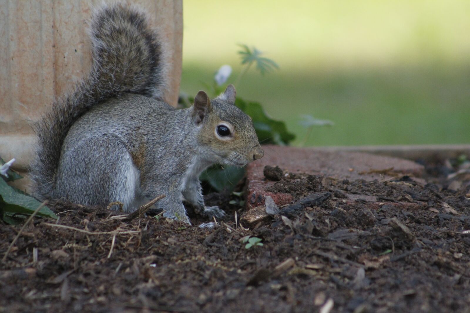 Canon EOS 550D (EOS Rebel T2i / EOS Kiss X4) sample photo. Squirrel, mammal, wildlife photography