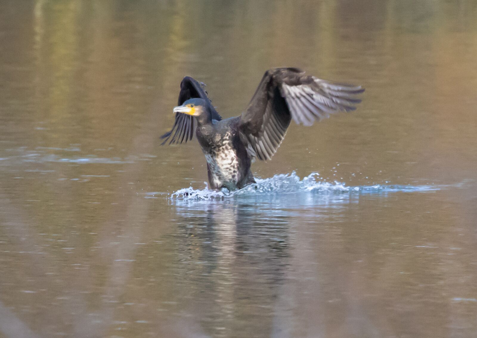 Canon EOS 7D Mark II sample photo. Cormorant, black bird, waterfowl photography