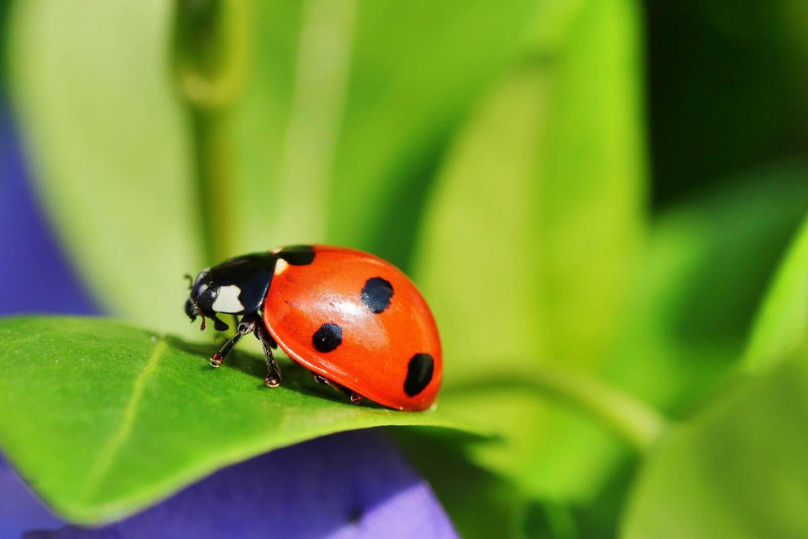 Tamron SP 90mm F2.8 Di VC USD 1:1 Macro sample photo. Ladybug, macro, insect photography