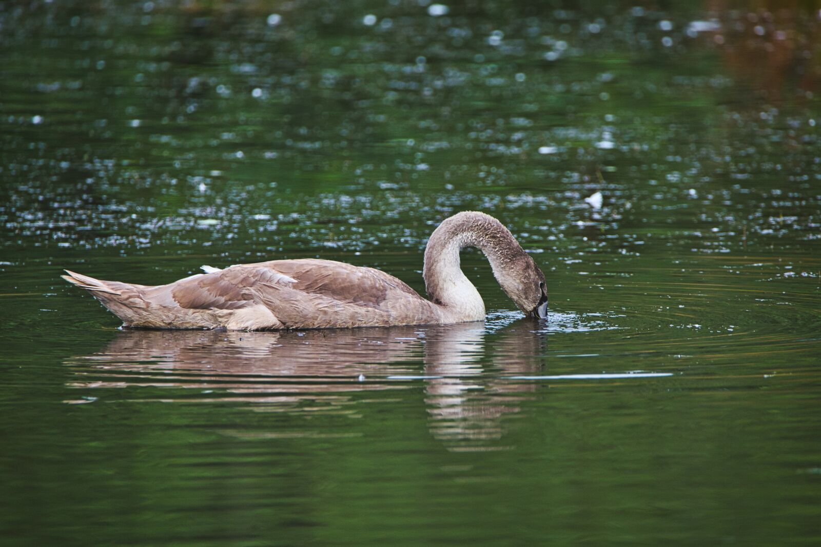 Canon EOS 6D + Tamron SP 150-600mm F5-6.3 Di VC USD sample photo. Swan, young animal, water photography