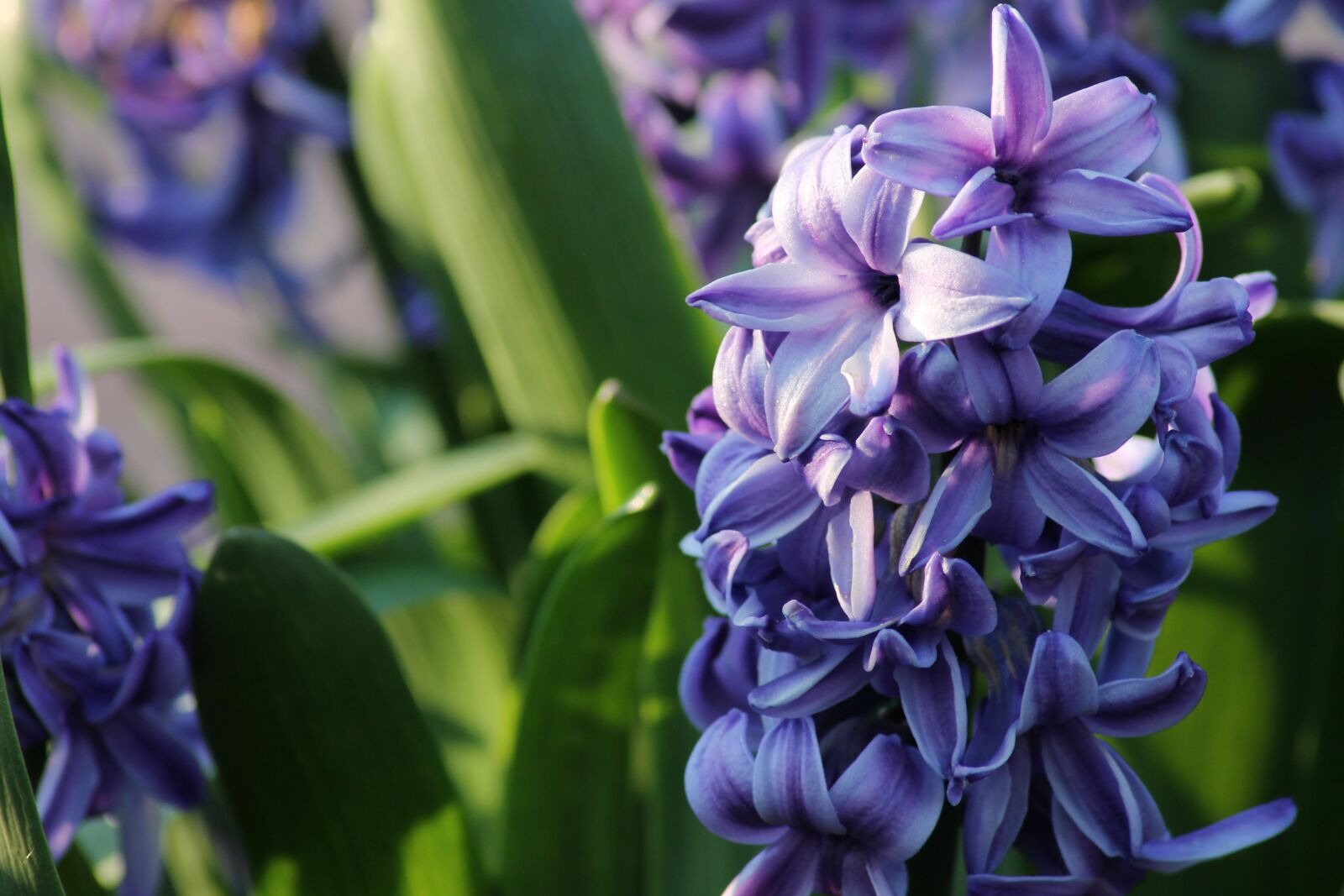 Canon EOS 1100D (EOS Rebel T3 / EOS Kiss X50) sample photo. Hyacinth, blue, purple photography