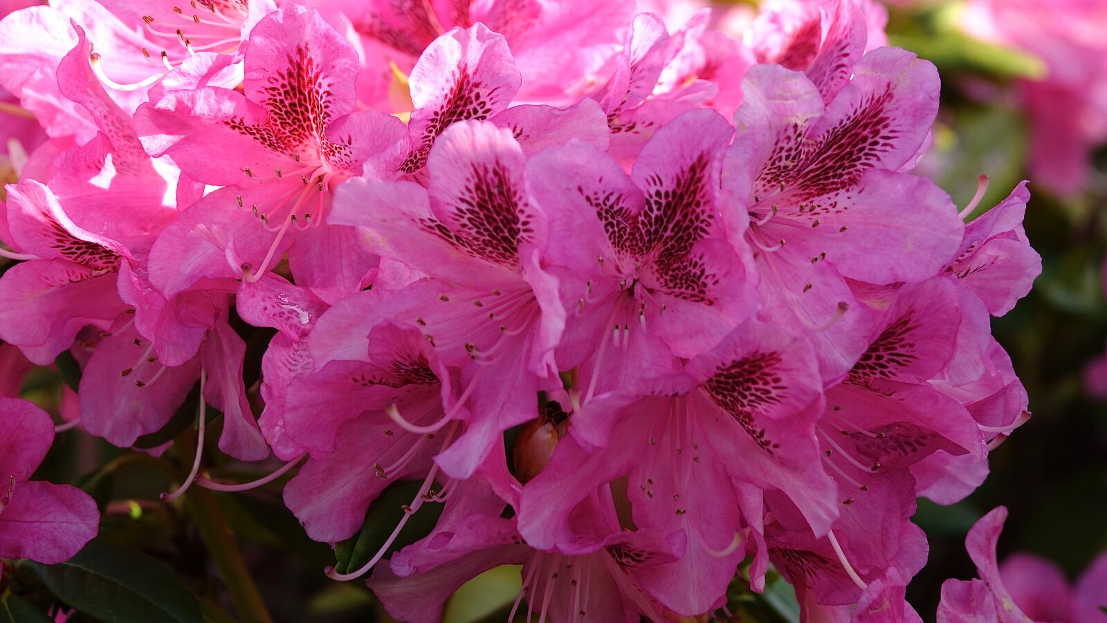 Sony Cyber-shot DSC-RX10 III sample photo. Flower, nature, rhododendrons photography